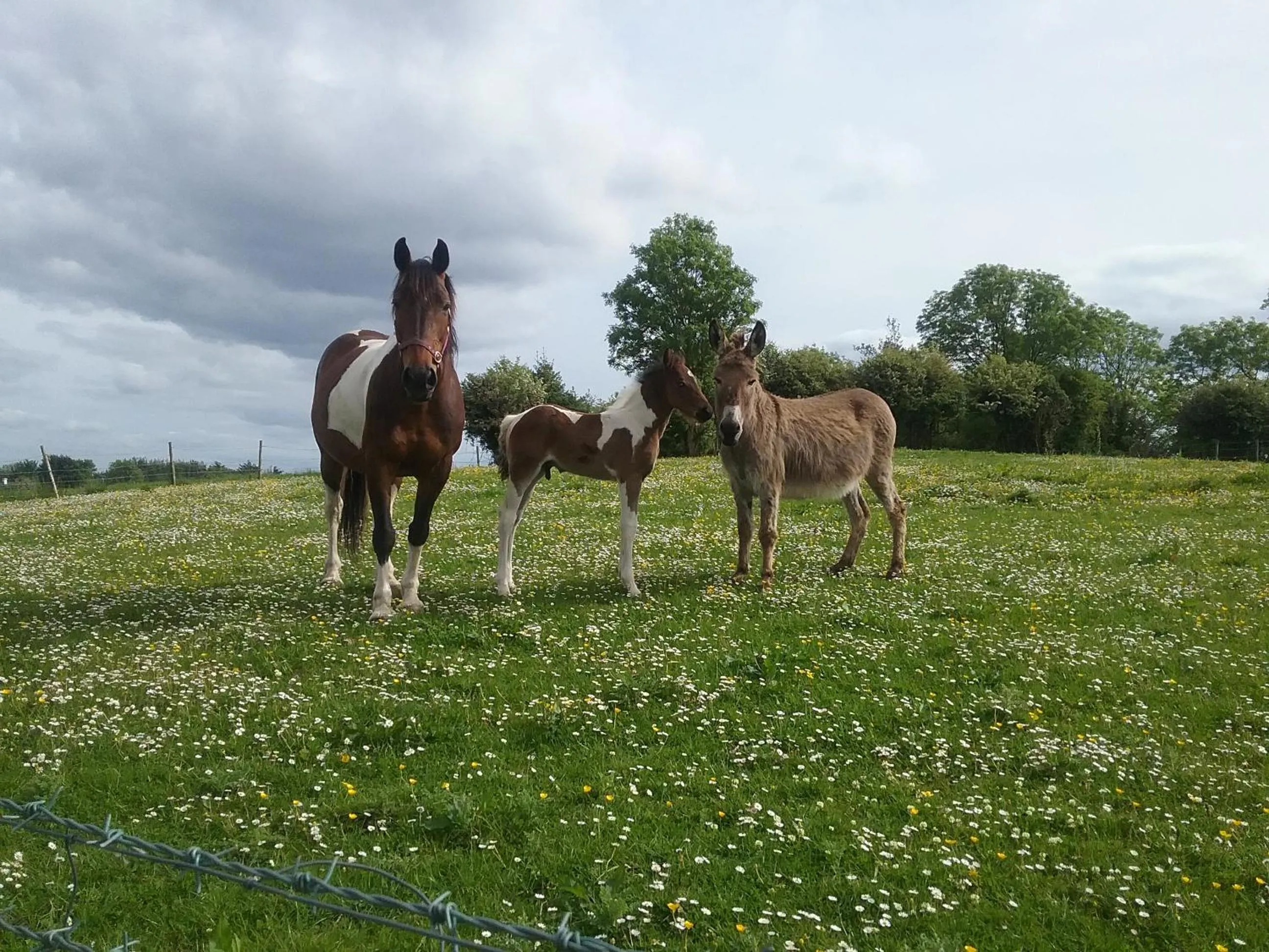 Pets in Rocksberry Bed & Breakfast