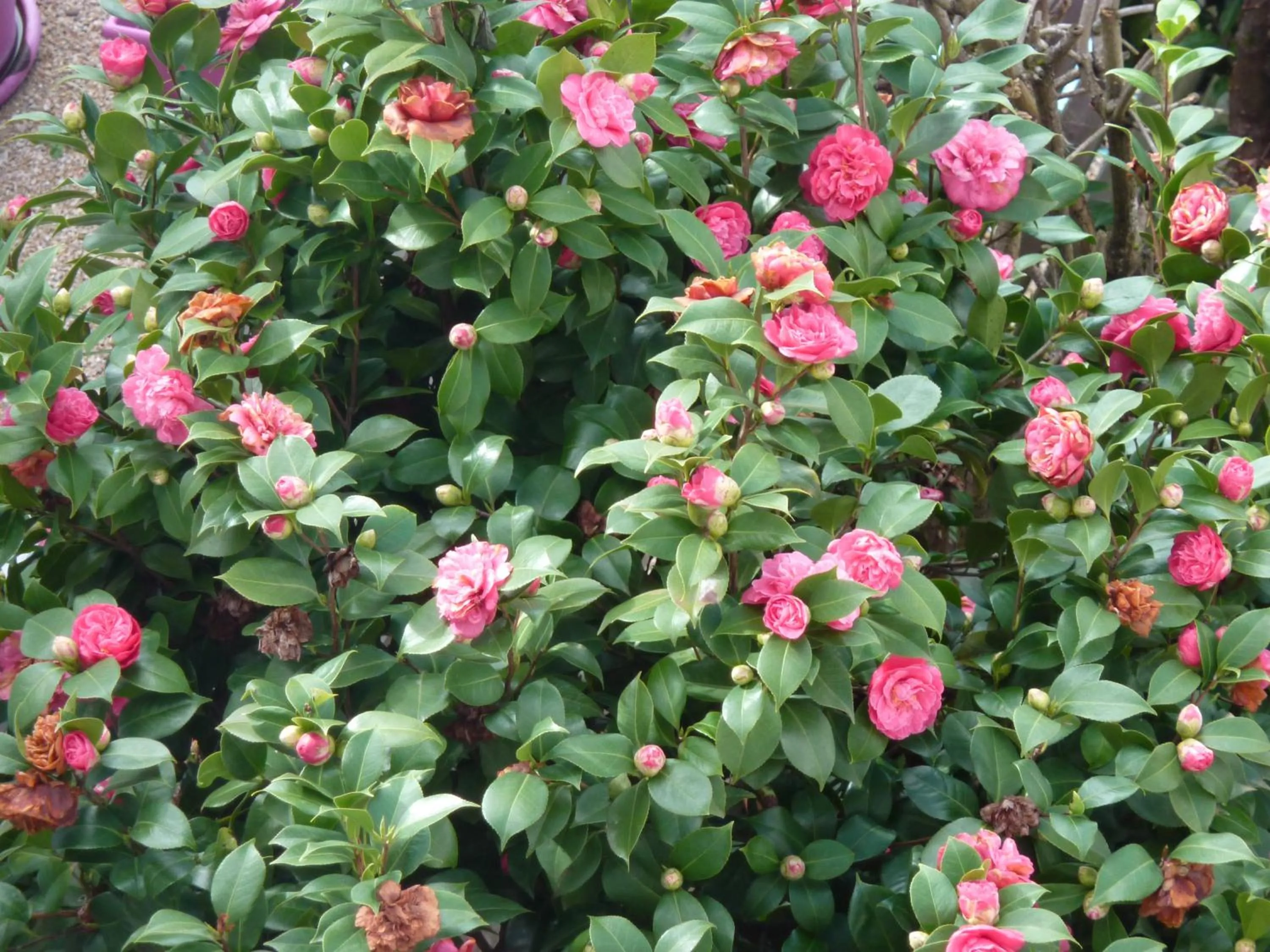 Garden in les camélias