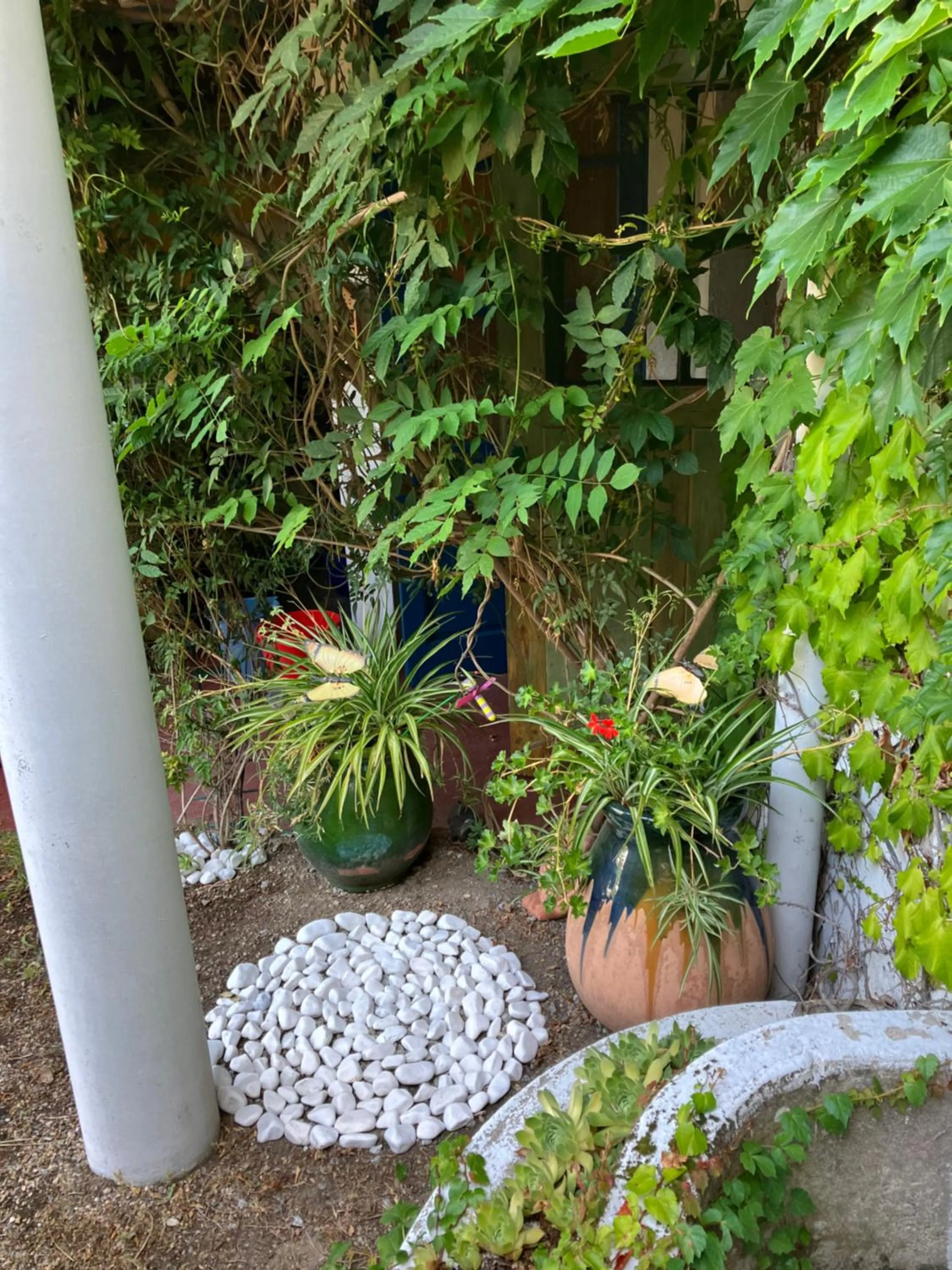 Garden in les camélias