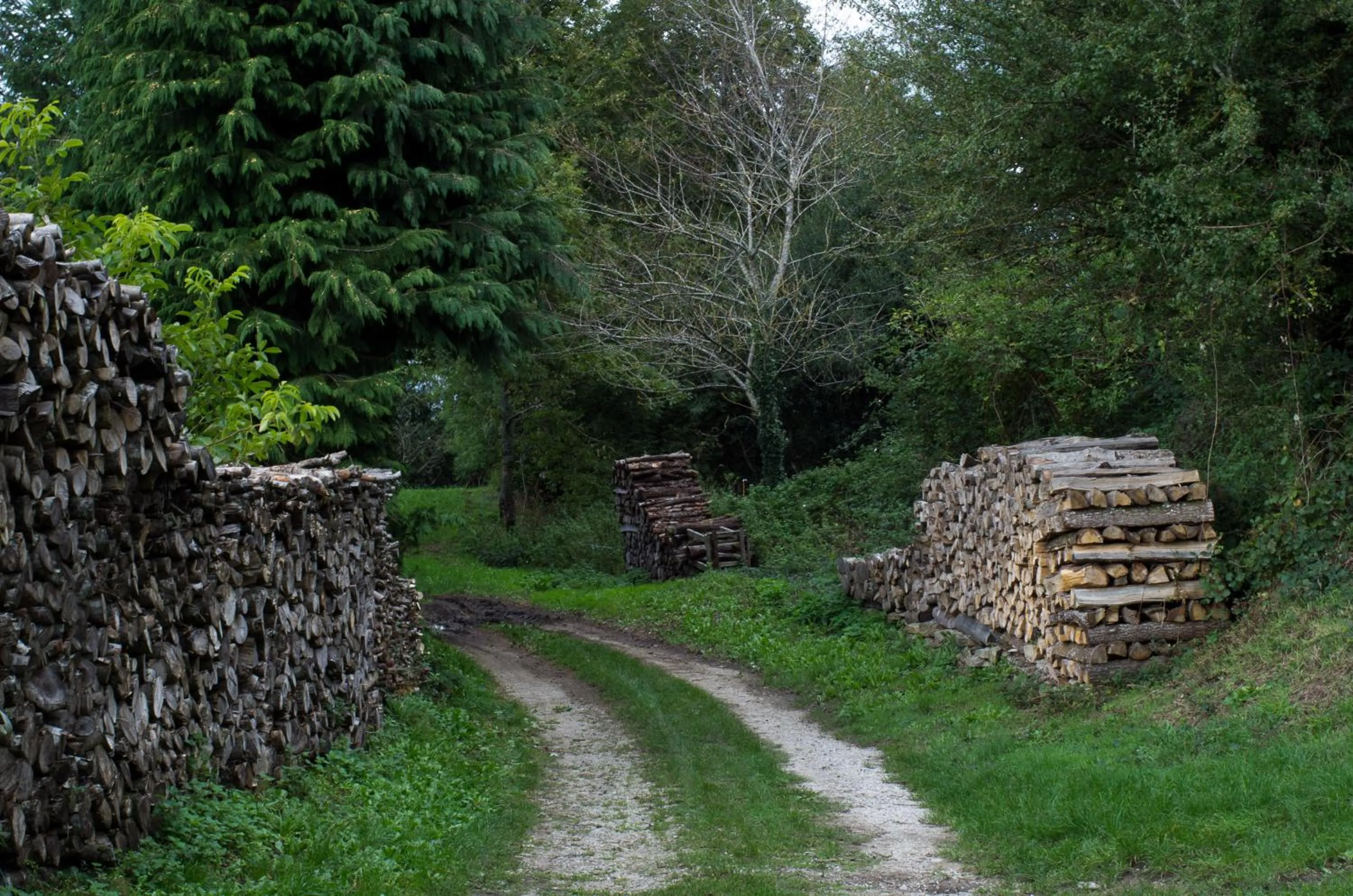 Natural landscape in les camélias