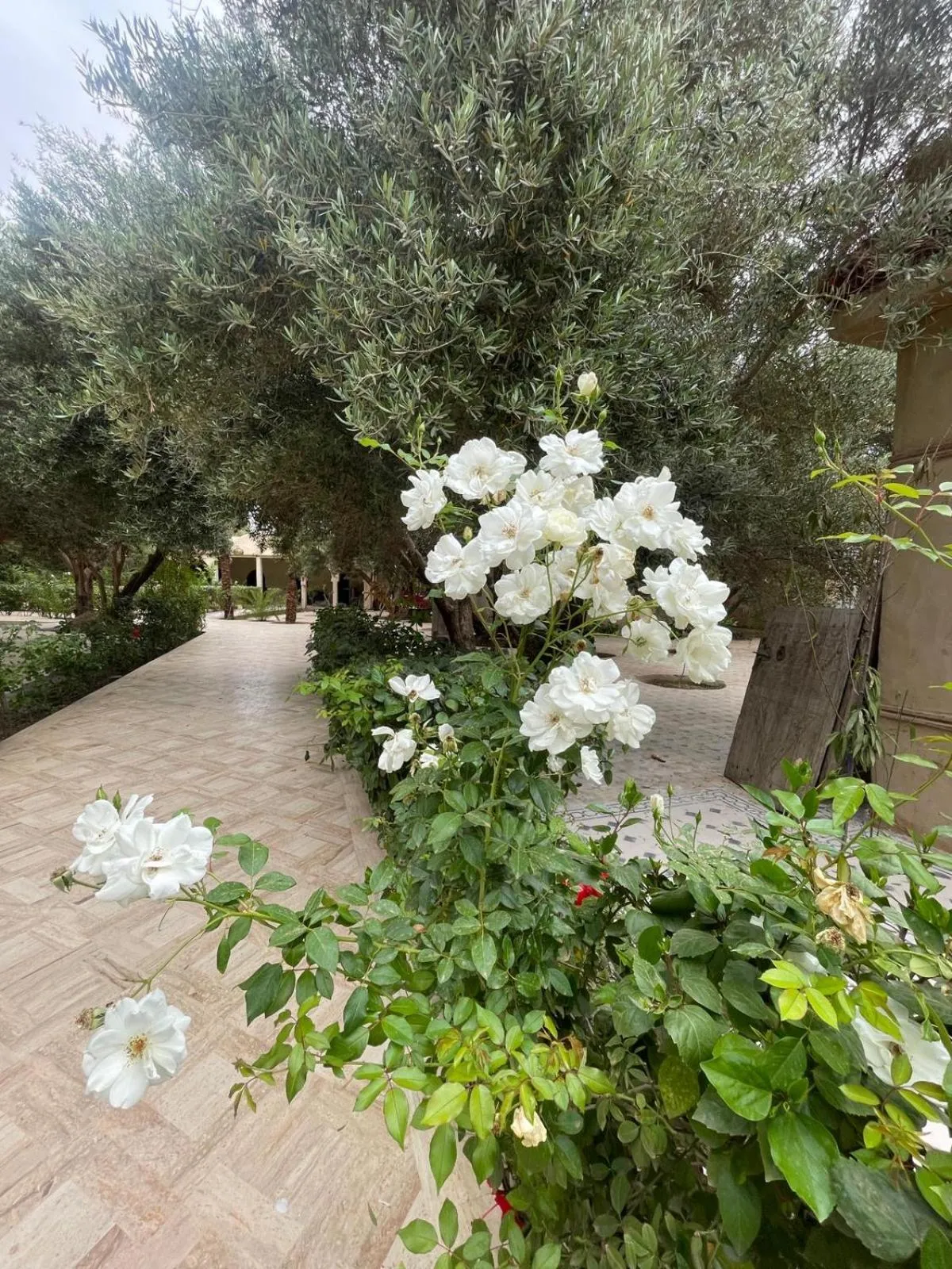 Garden in Riad le Jasmin