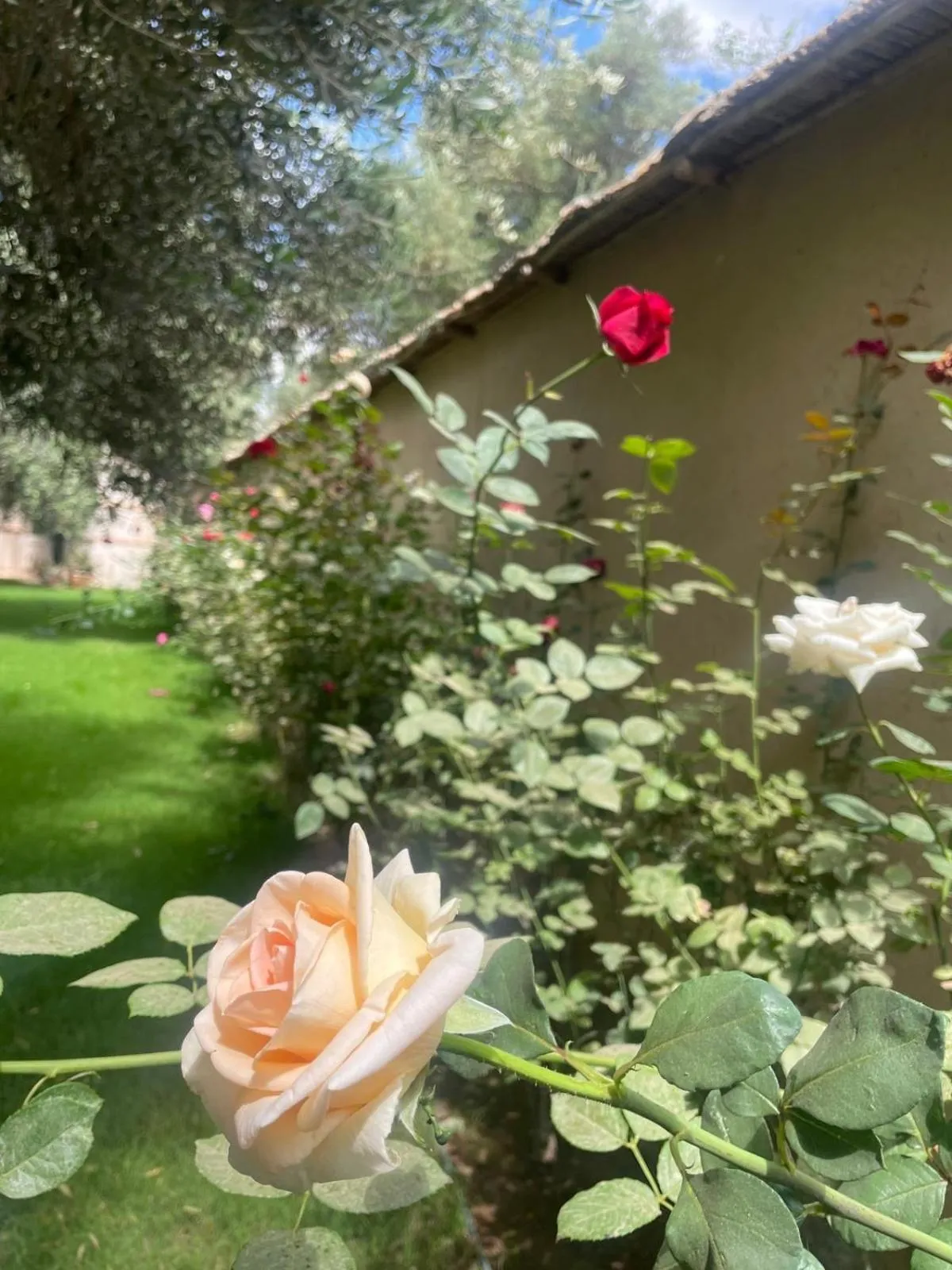 Garden in Riad le Jasmin