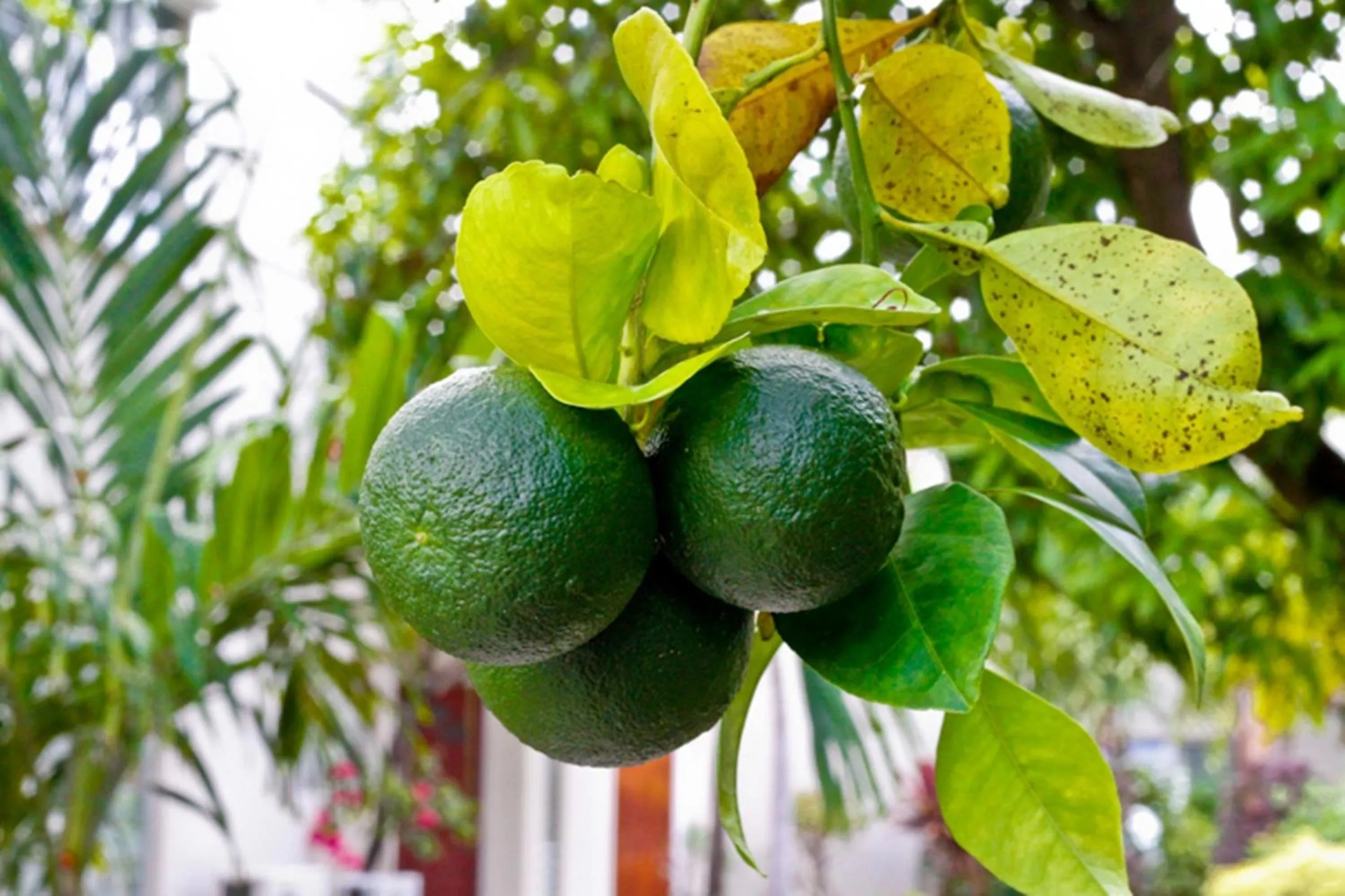 Day in Antigua Village Beach Resort