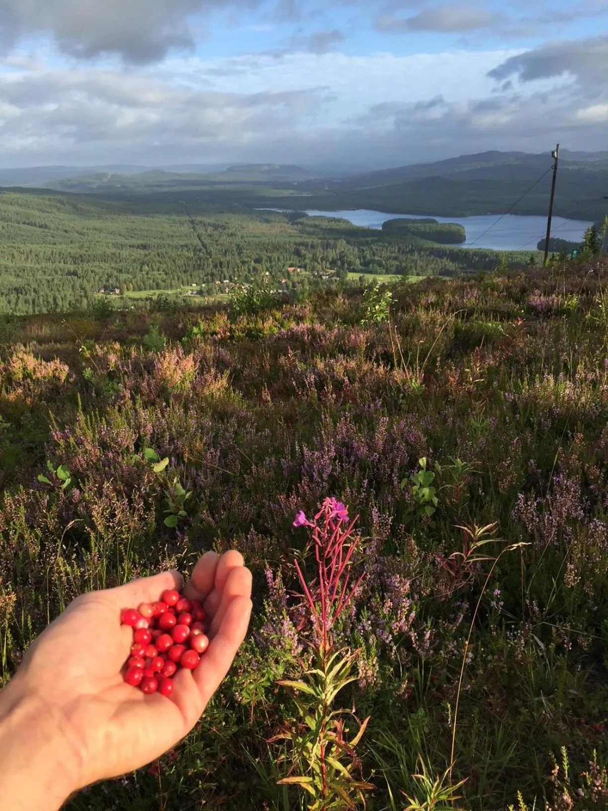 Natural landscape in Vasa Ski Lodge