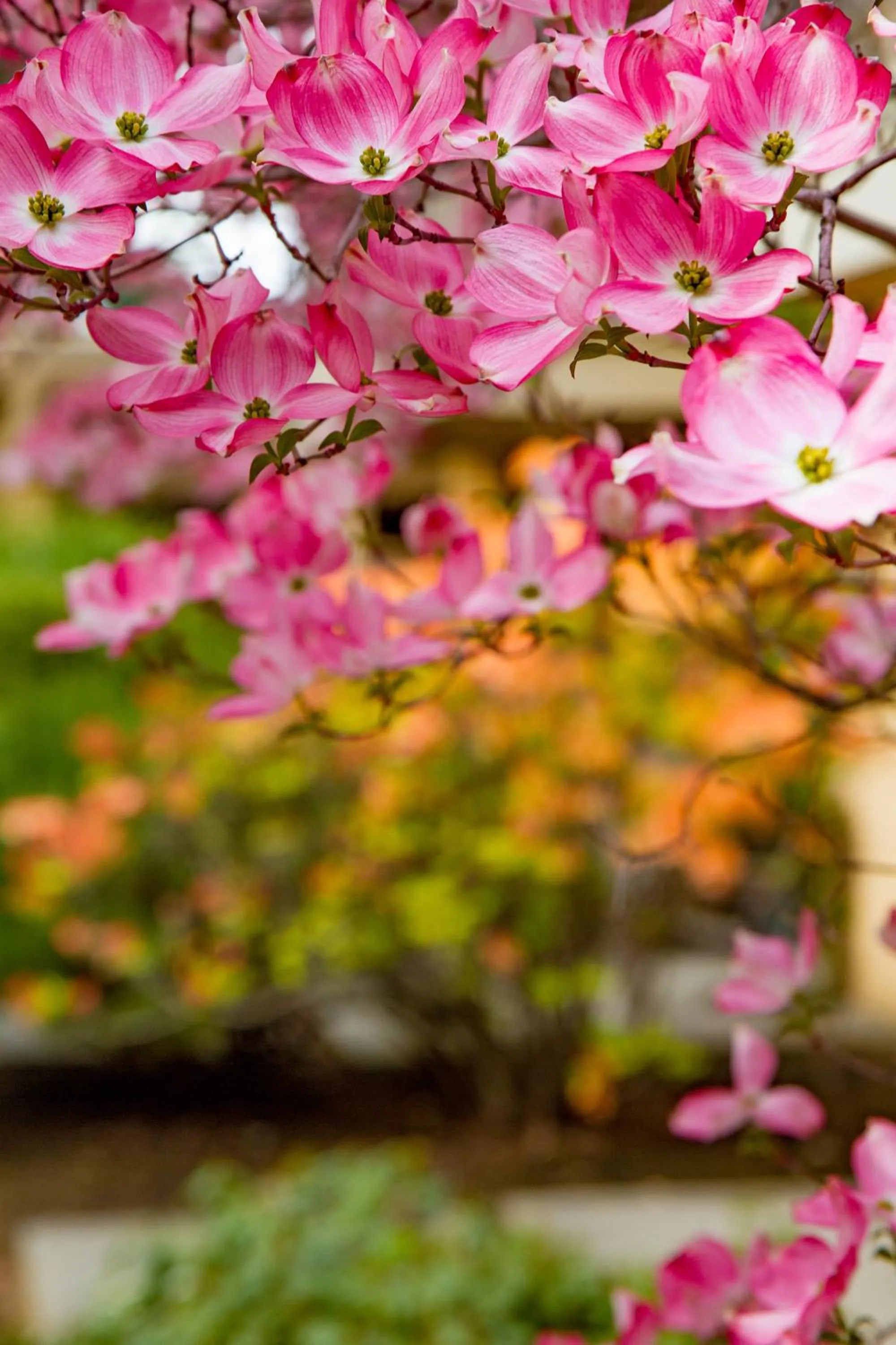 Spring in Mirabeau Park Hotel