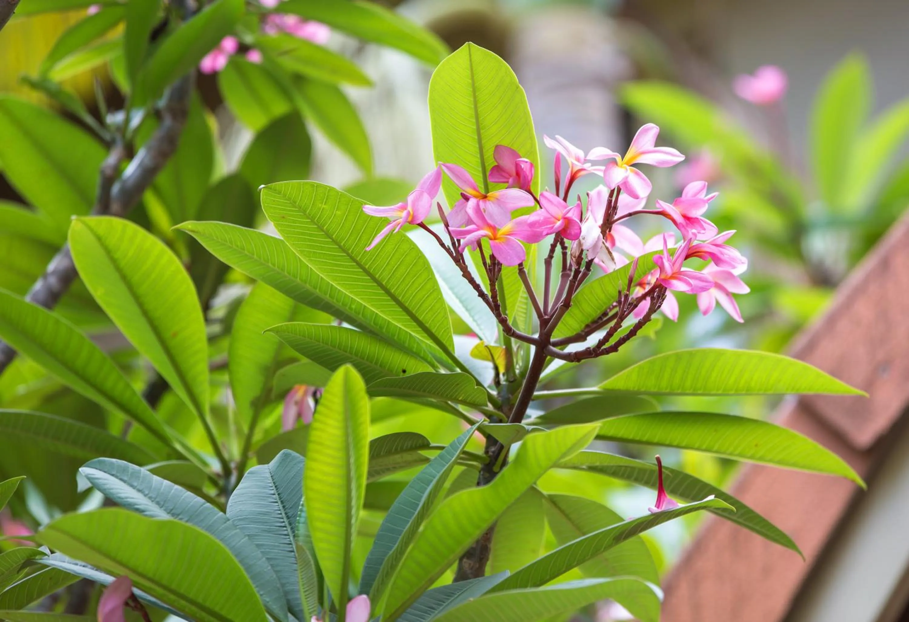 Garden in The Lakes Resort Cairns