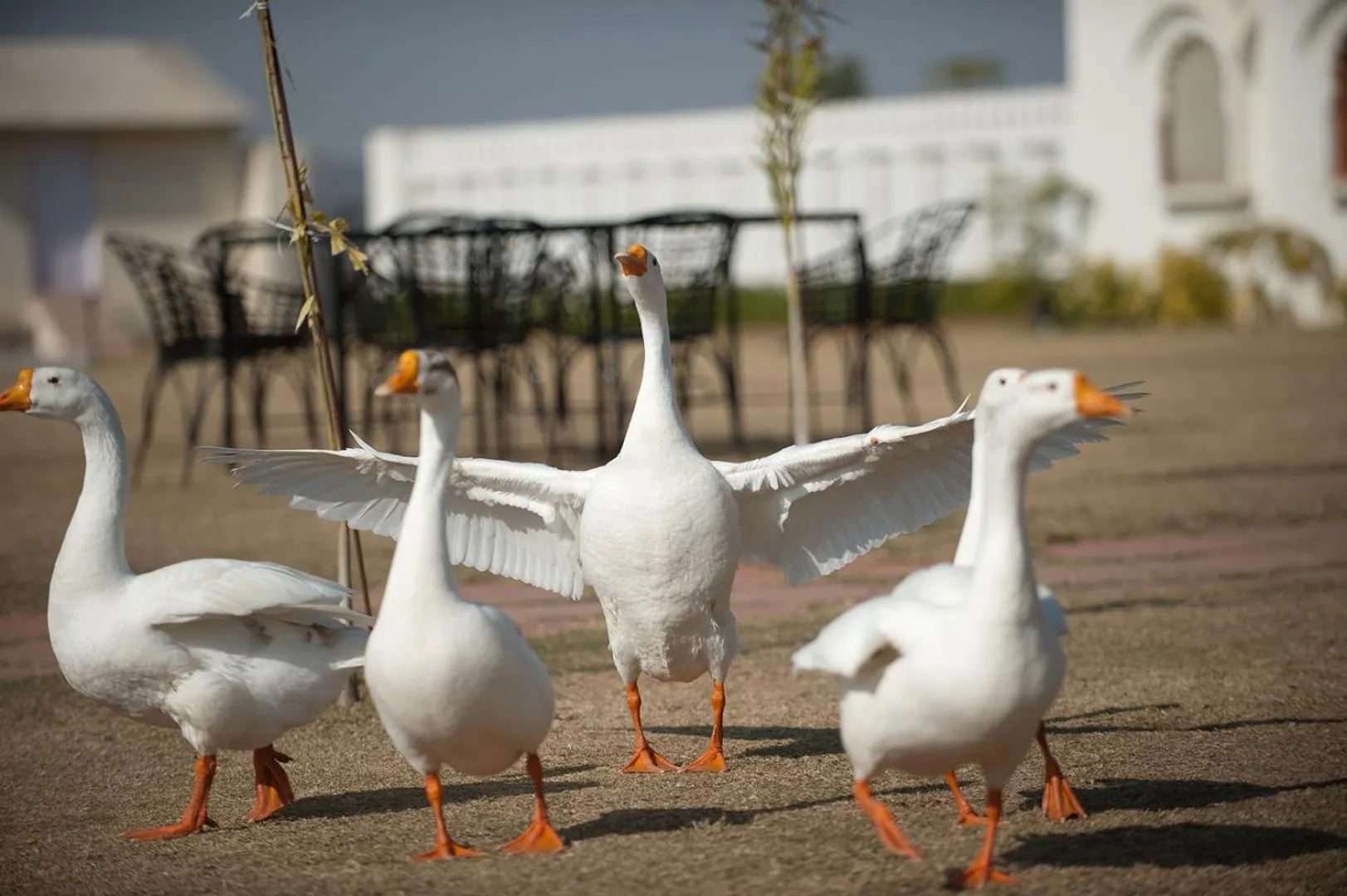 Aaram Baagh Pushkar by Pachar Group