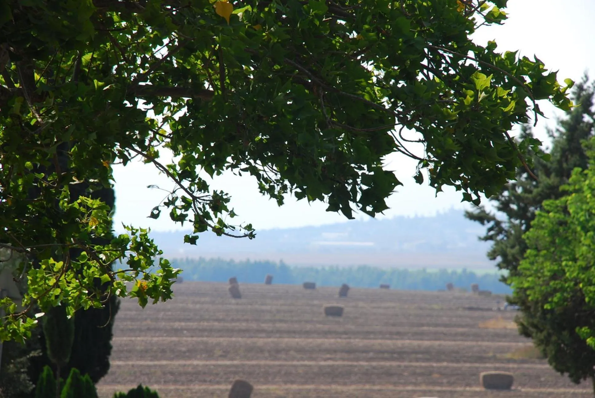 Natural landscape in Holiday Village Kibbutz Mizra