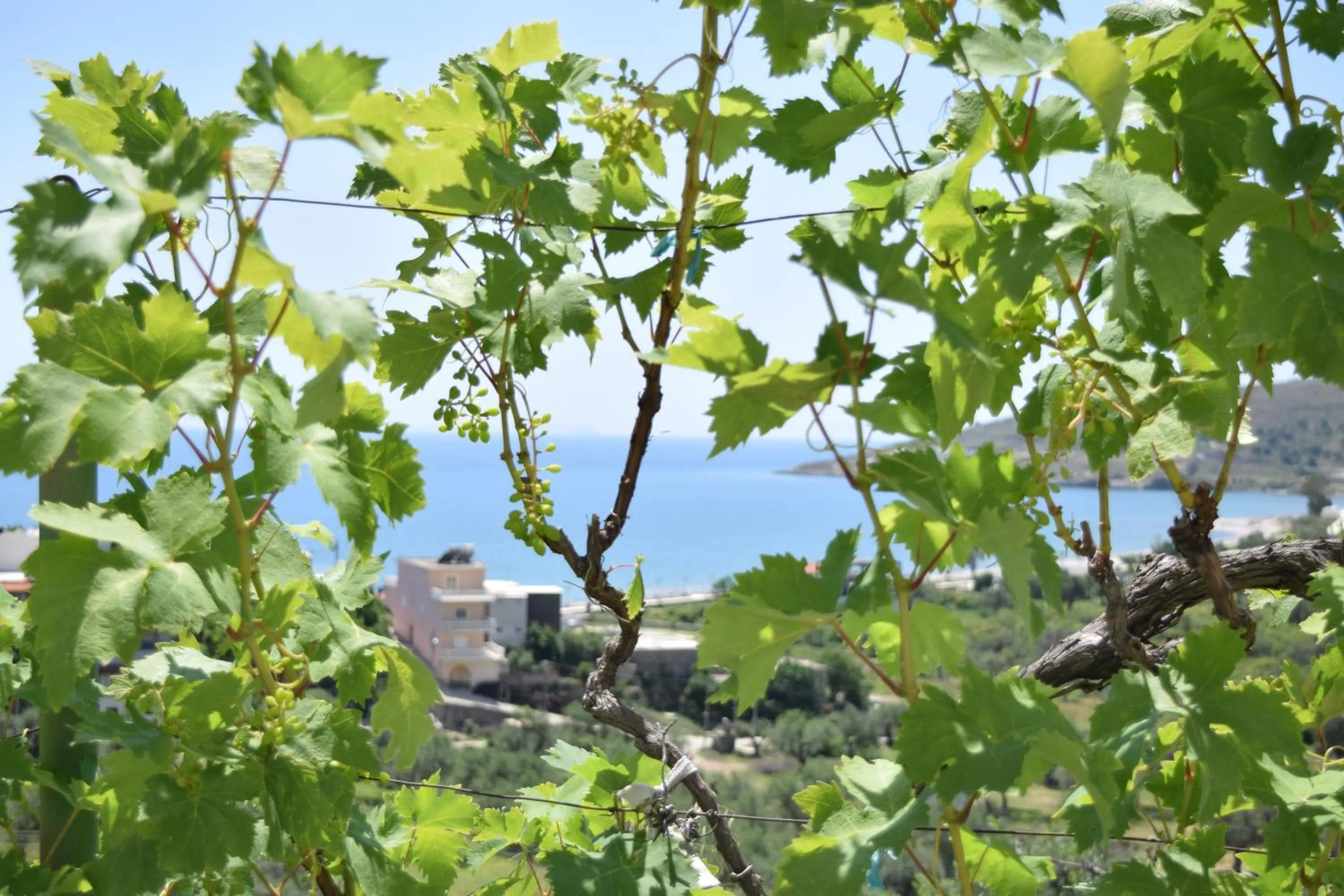 Belvedere Adriatica