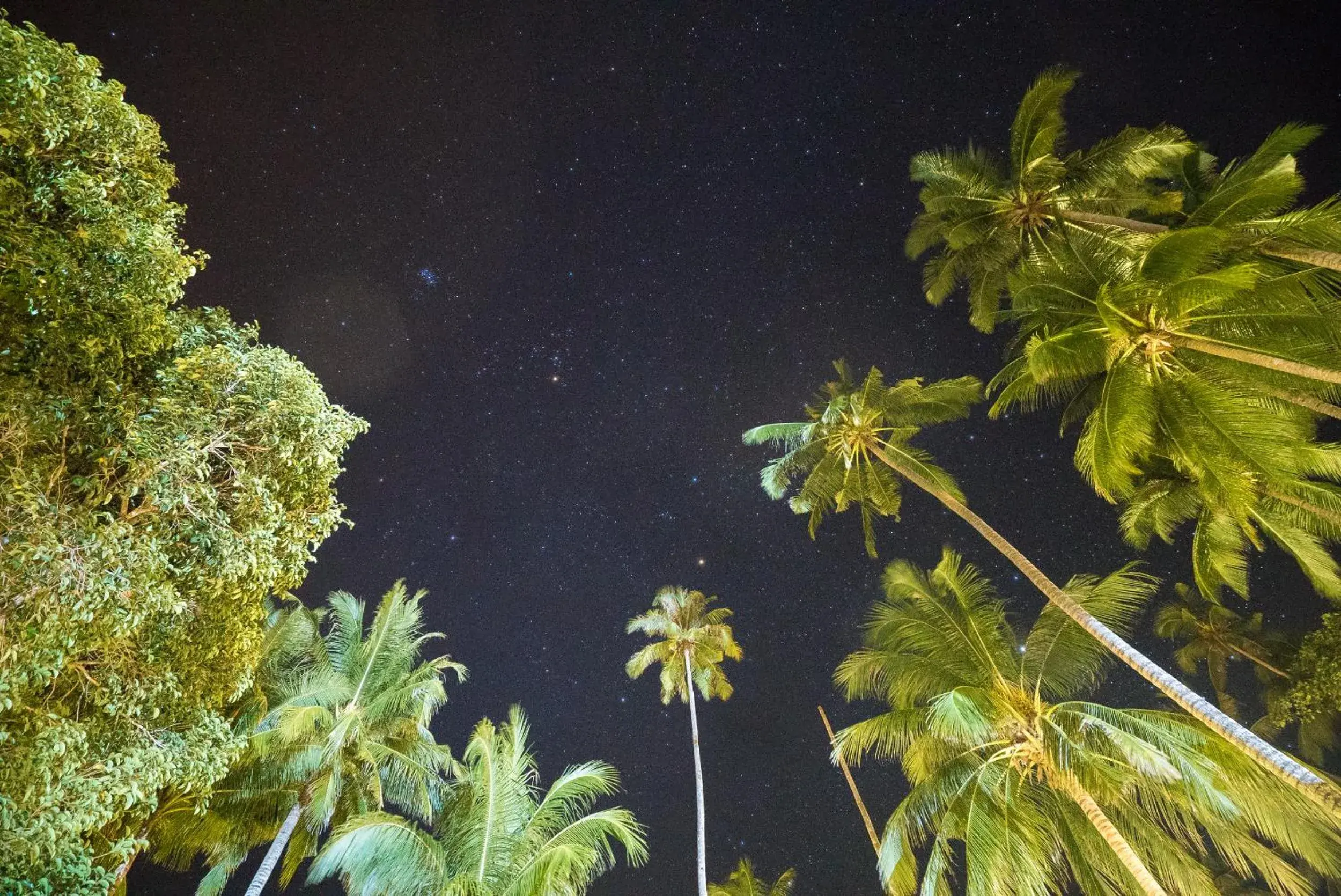 Garden view in 1511 Coconut Grove Garden view in 1511 Coconut Grove