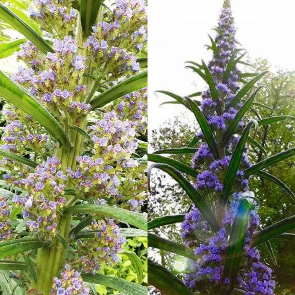 Garden view in The Charterhouse