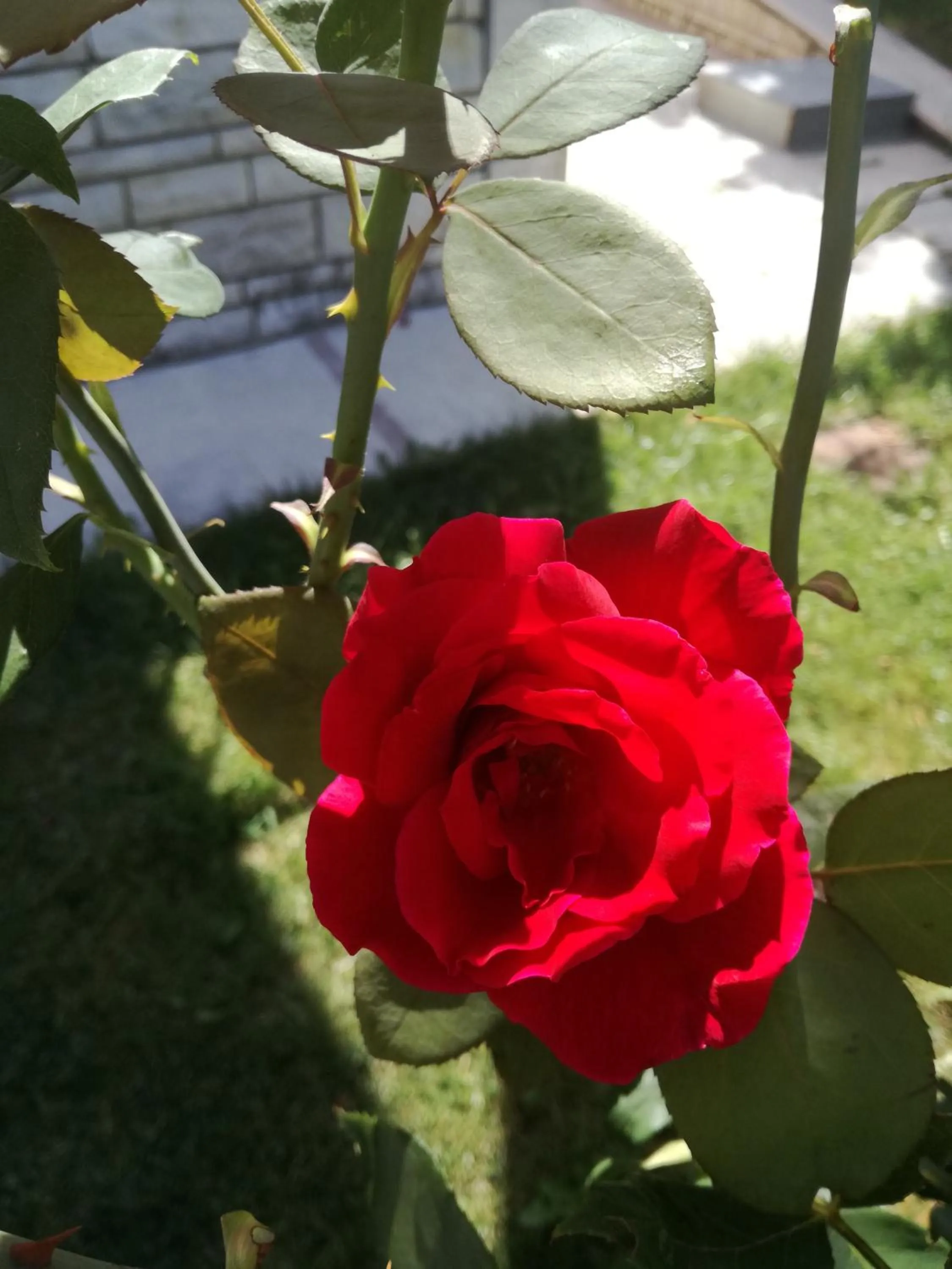 Garden in Xenonas Kypseli