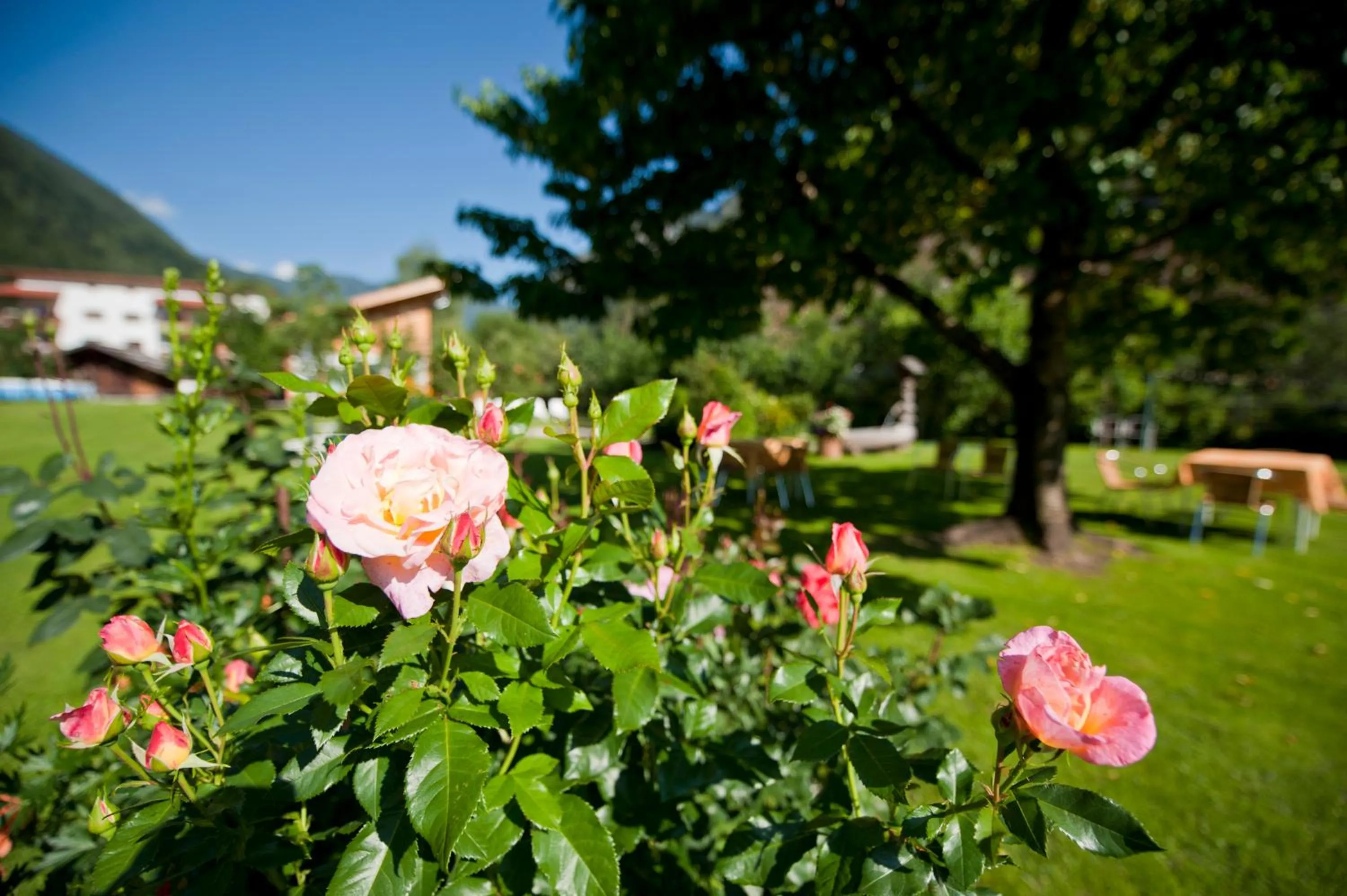 Natural landscape in Zur Brücke apartments and rooms - Your home in heart of South Tyrol, with Brixencard