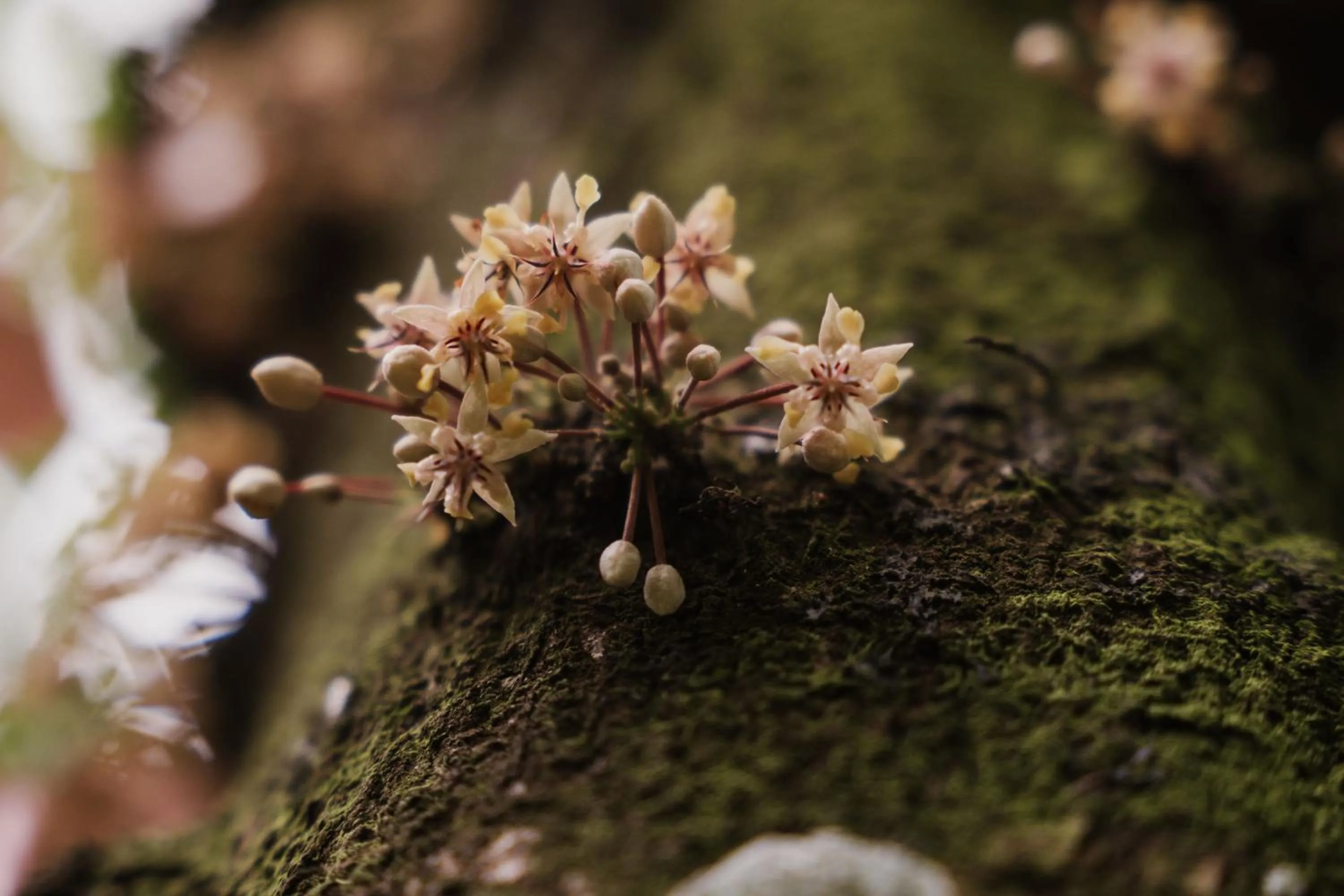 Spring in Pousada Fruta Pão