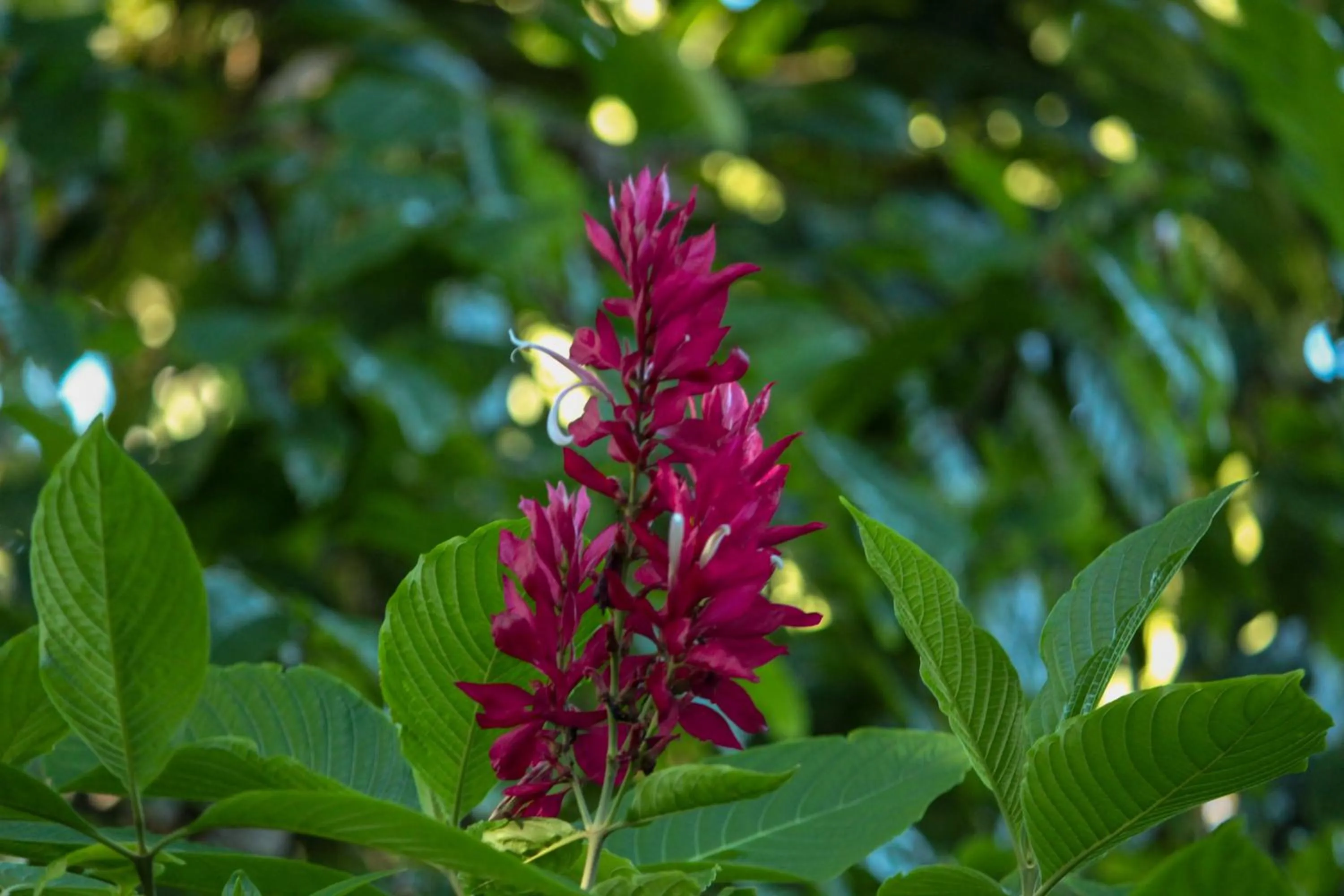 Garden view in Pousada Fruta Pão