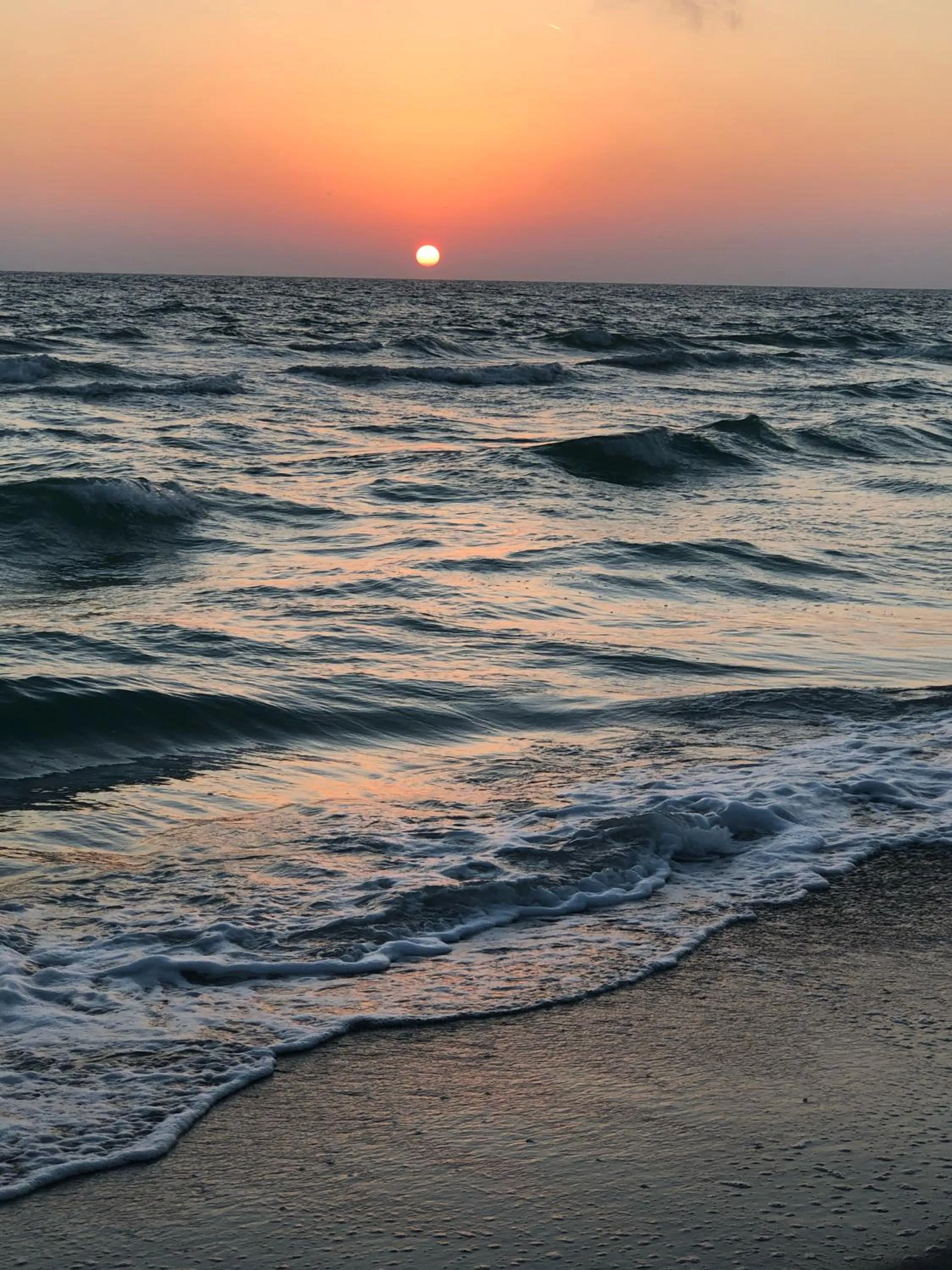 Natural landscape in Turtle Crawl Inn - Longboat Key