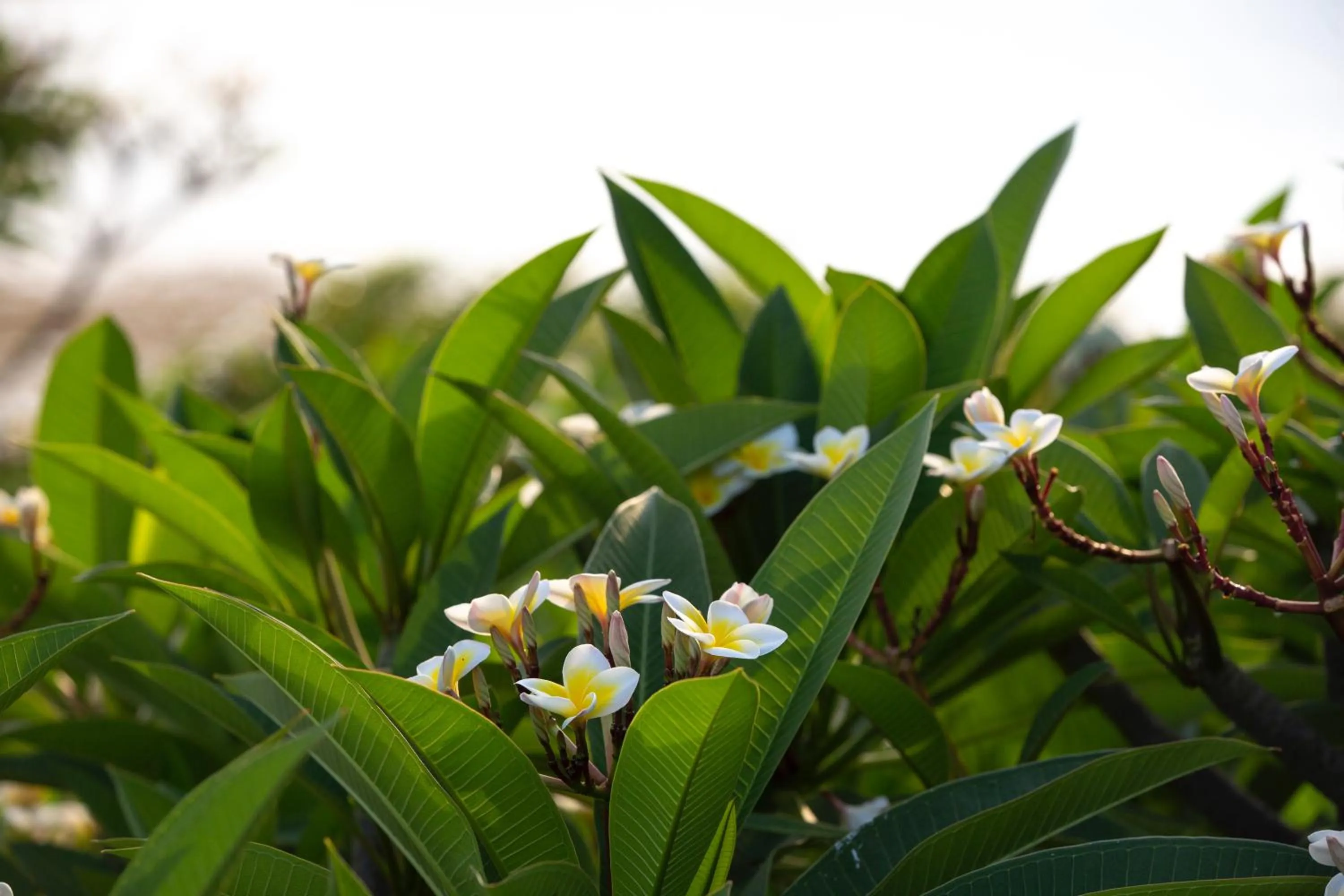Garden in 5-Star Boutique Hotel The Lombok Lodge