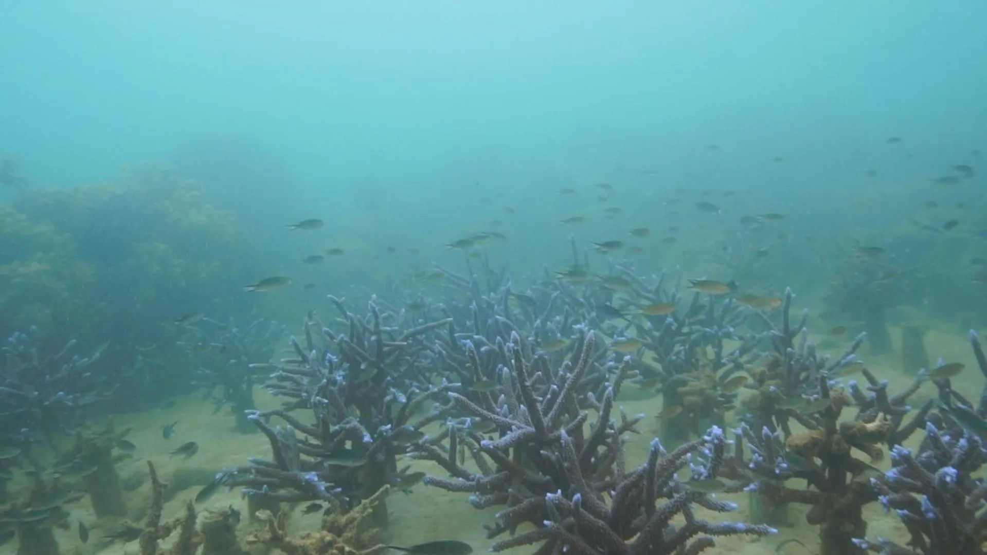 Snorkeling in AoPong Resort