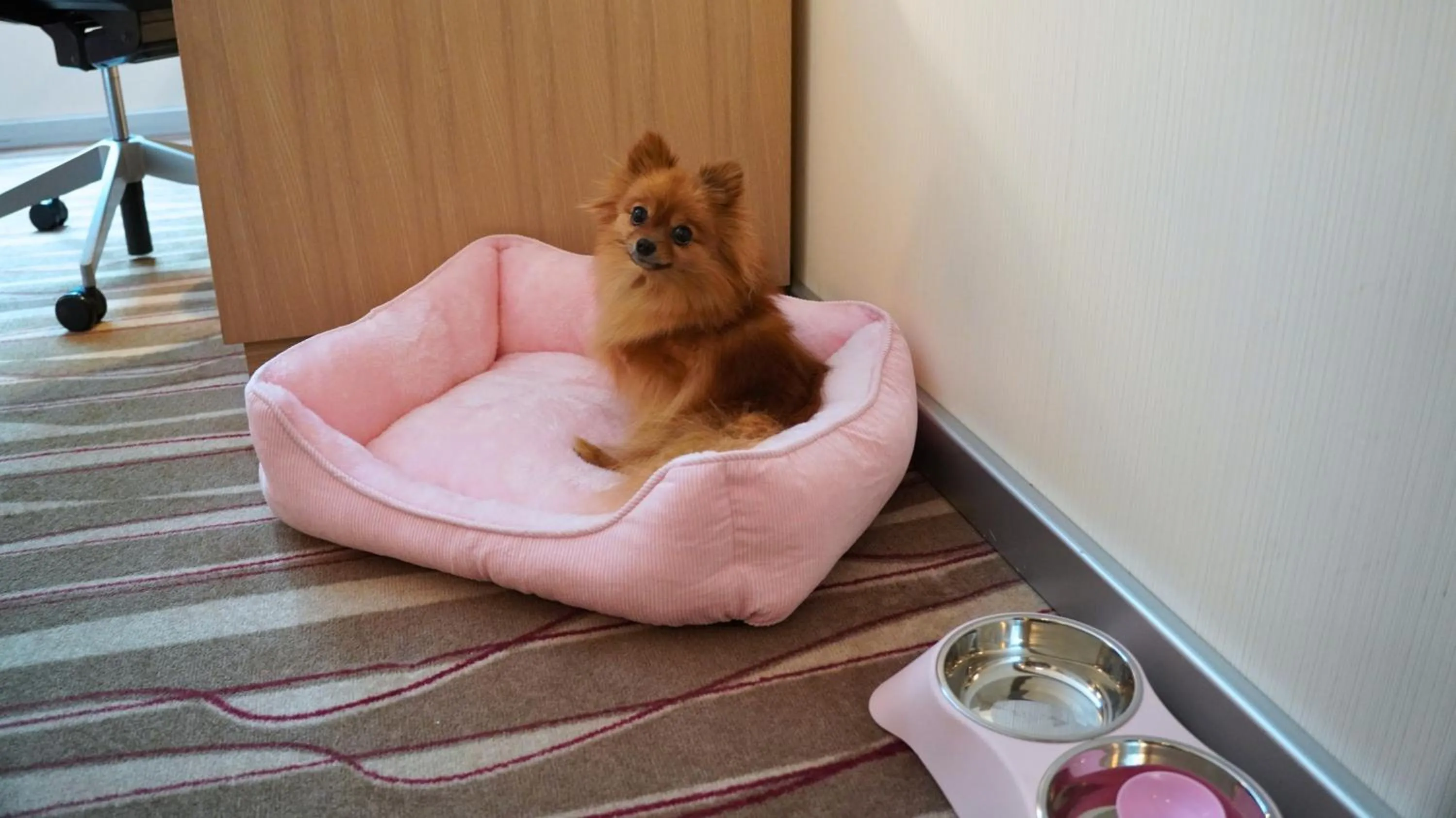 Pets in Hilton Frankfurt Airport