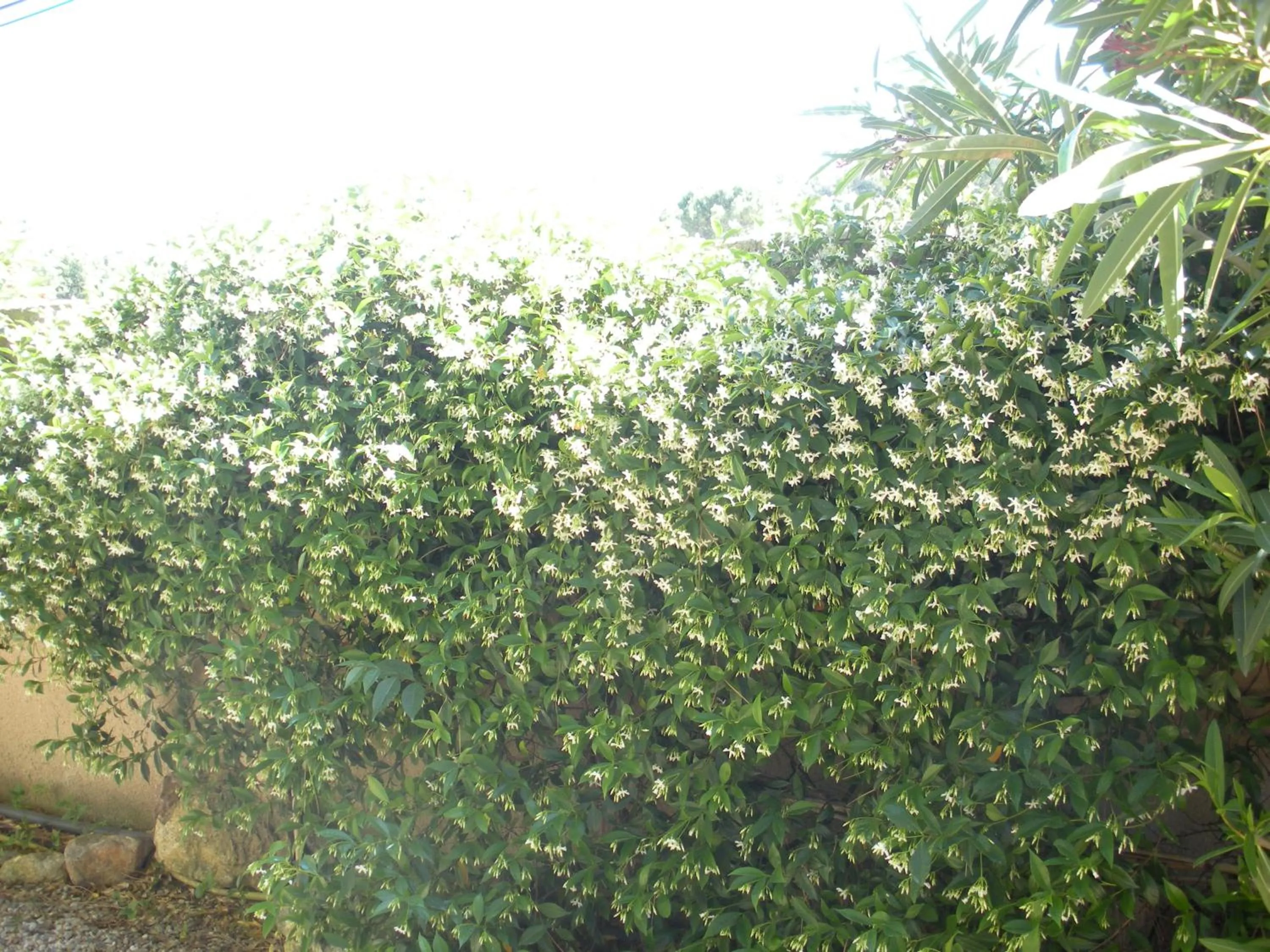 Garden in Gites Climatisés Piscine Chauffée La Balancelle