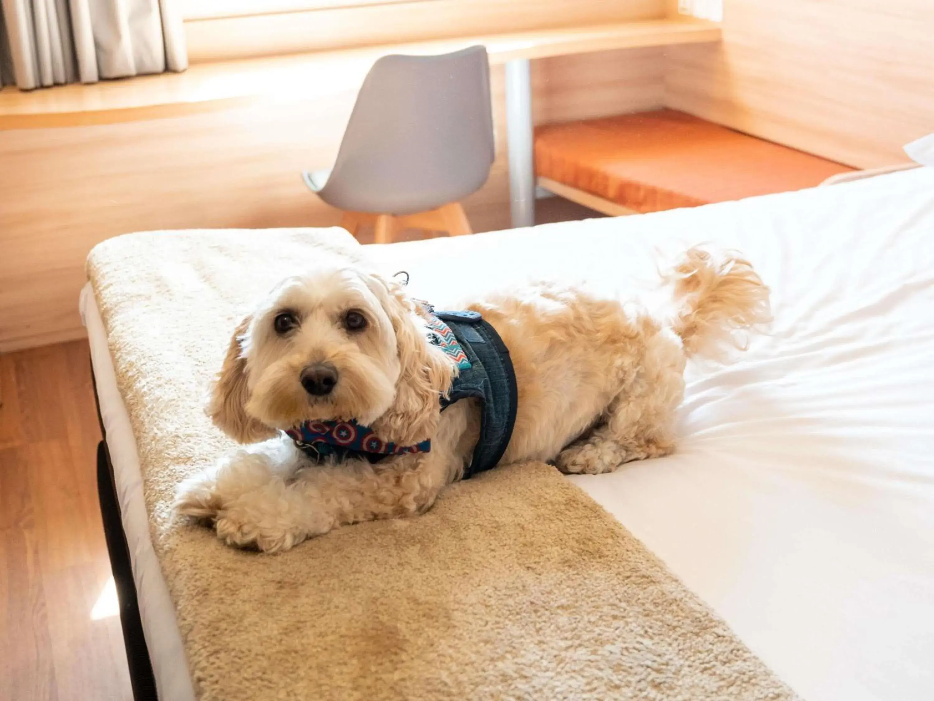 Bedroom in ibis Concepcion Bedroom in ibis Concepcion