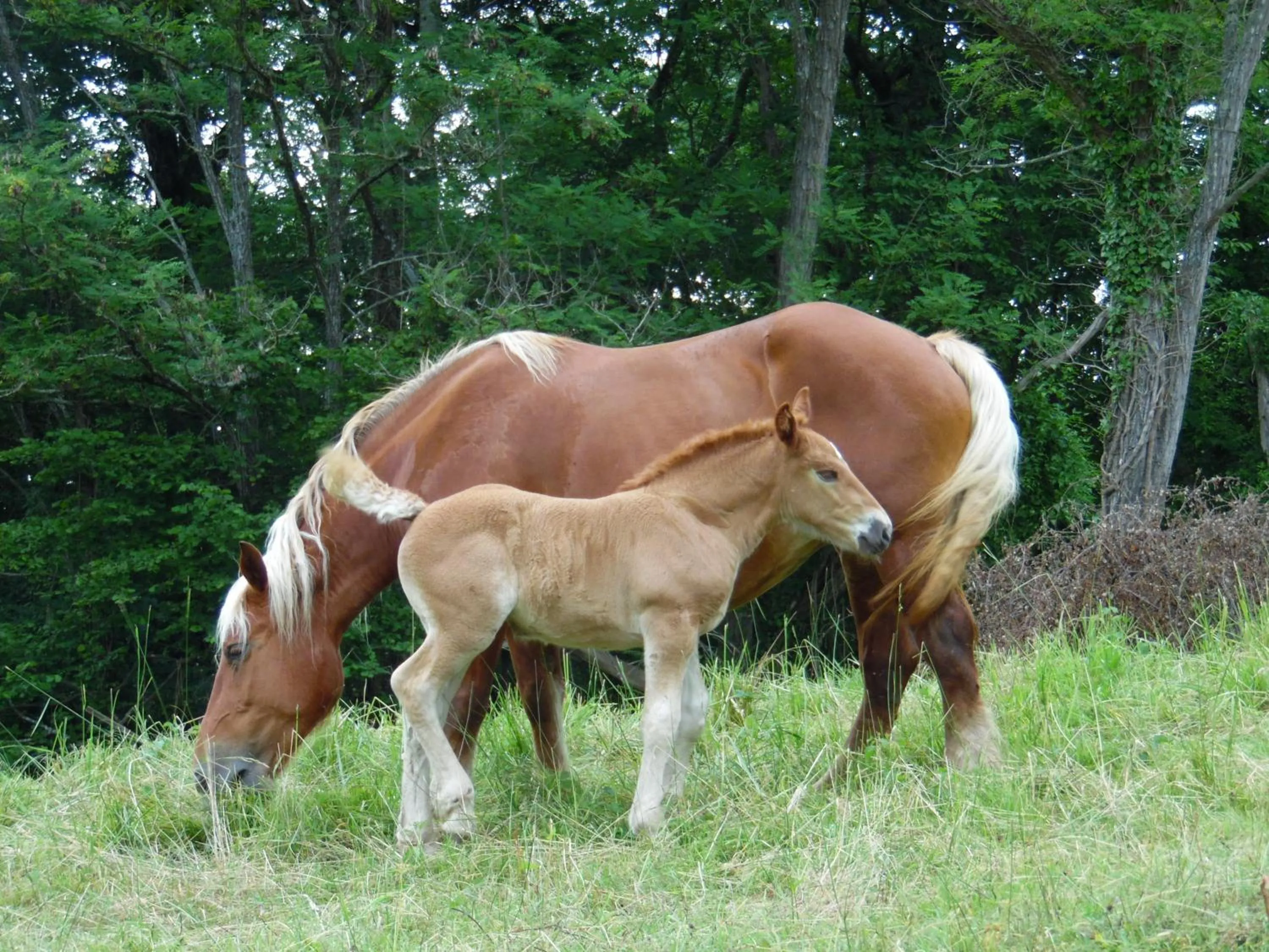 Pets in Chambres d hotes AZKENA