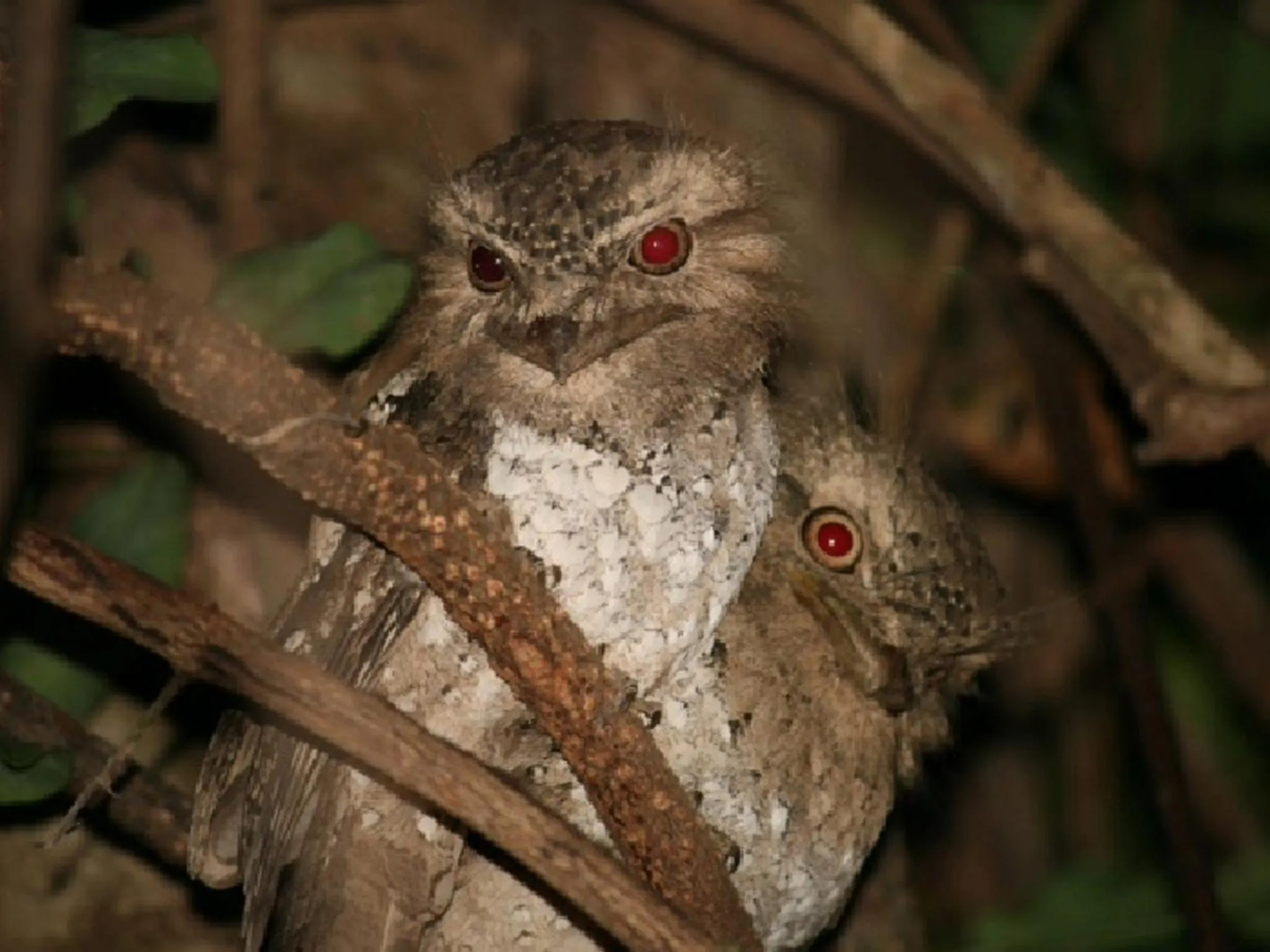 Other in Mahoora - Yala by Eco Team