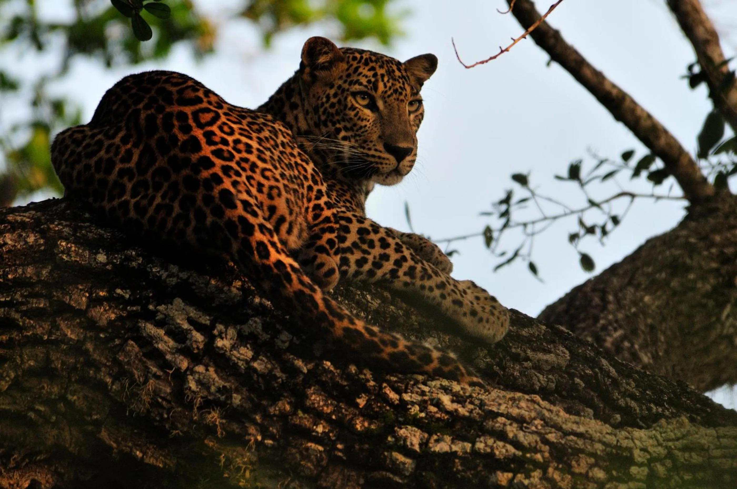 Other in Mahoora - Yala by Eco Team