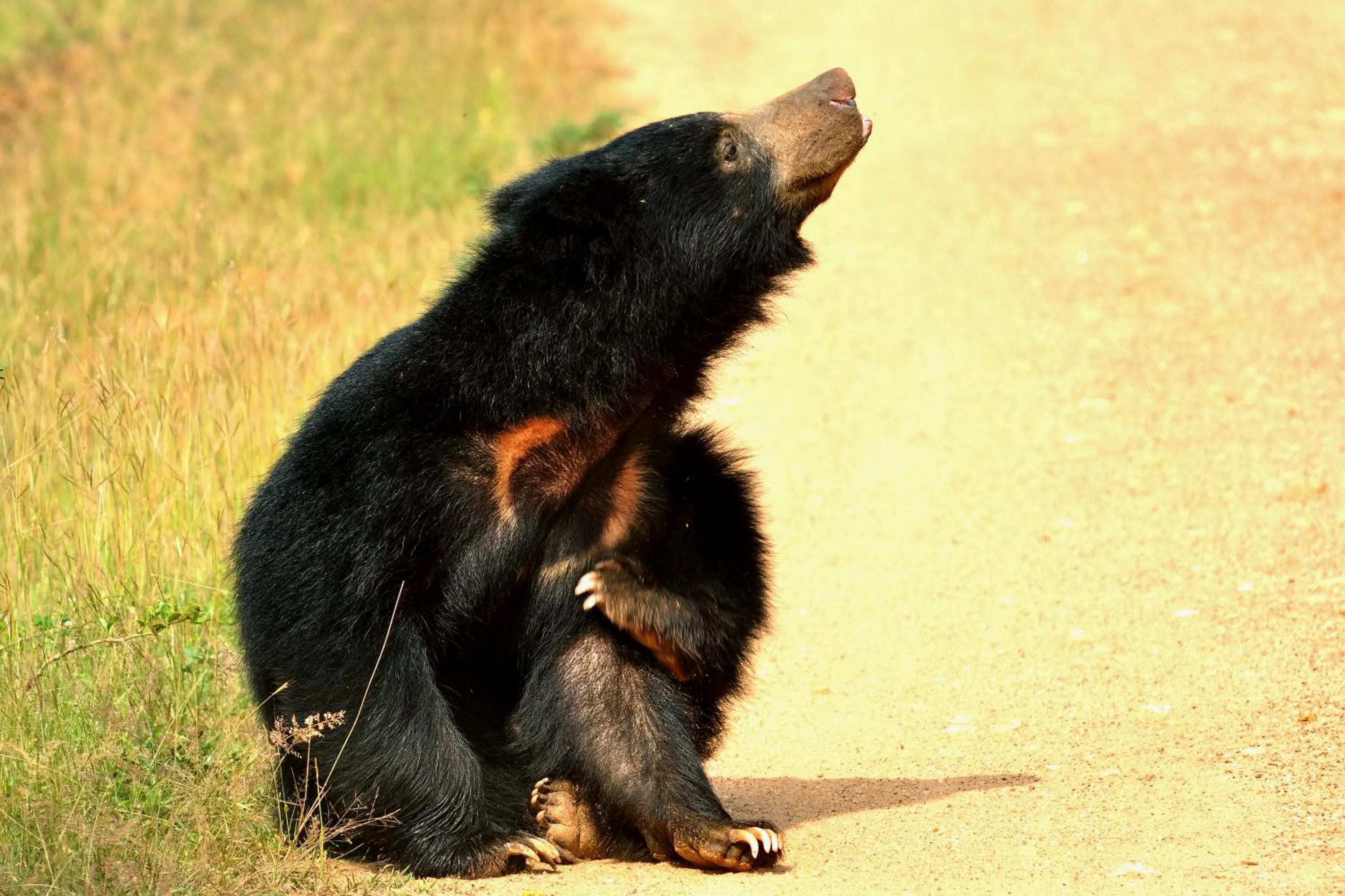 Animals in Mahoora - Yala by Eco Team