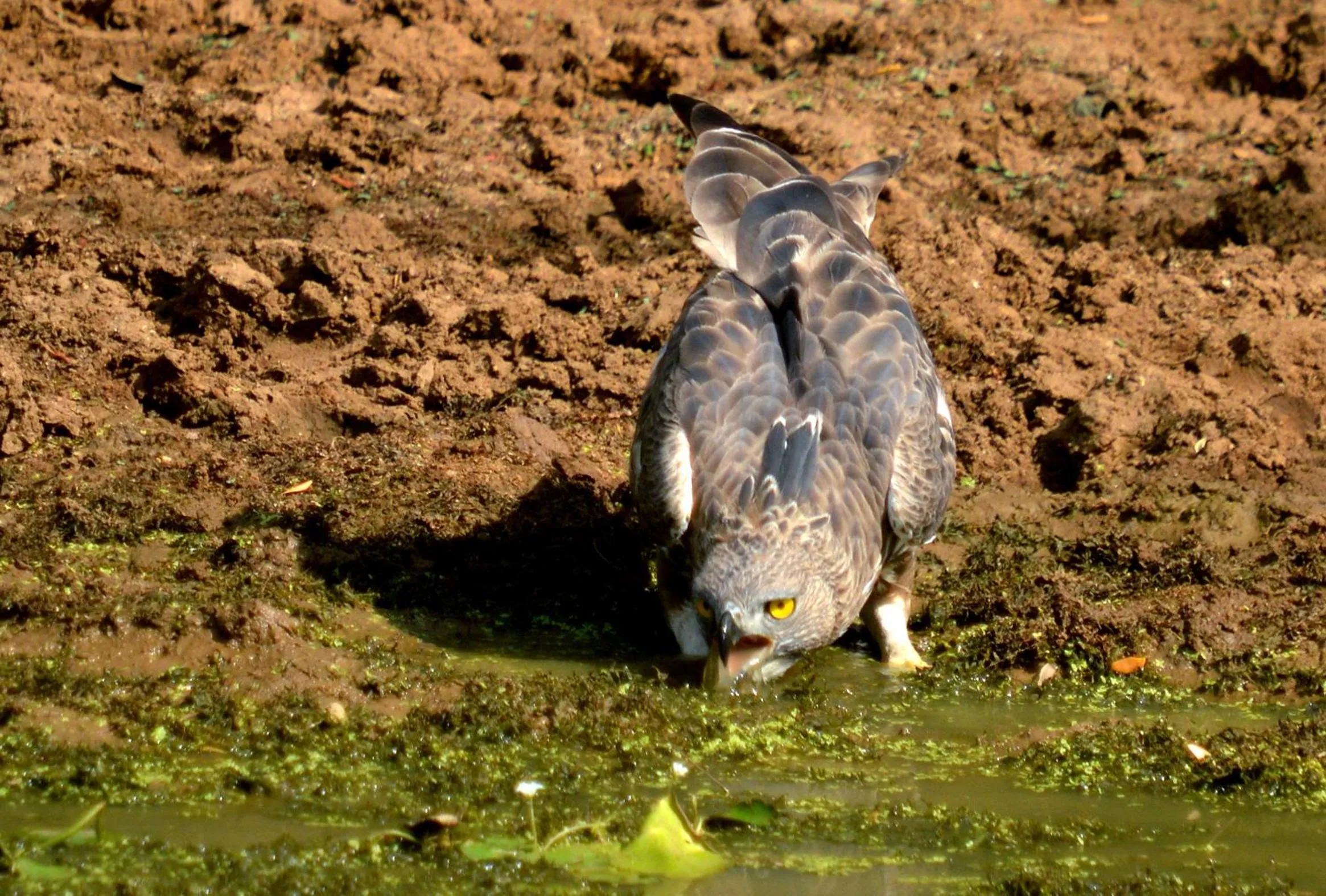 Animals in Mahoora - Yala by Eco Team