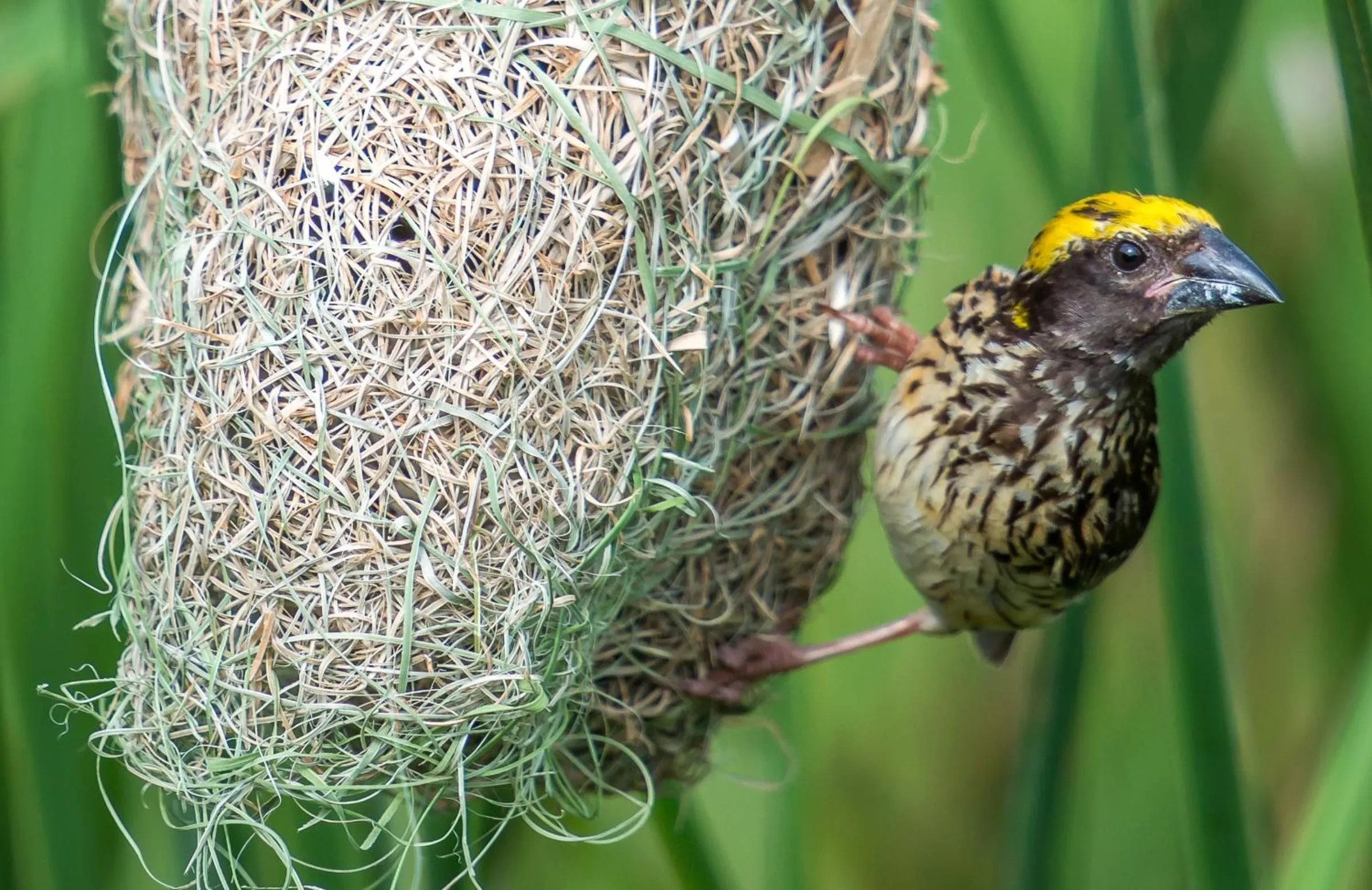 Animals in Mahoora - Yala by Eco Team