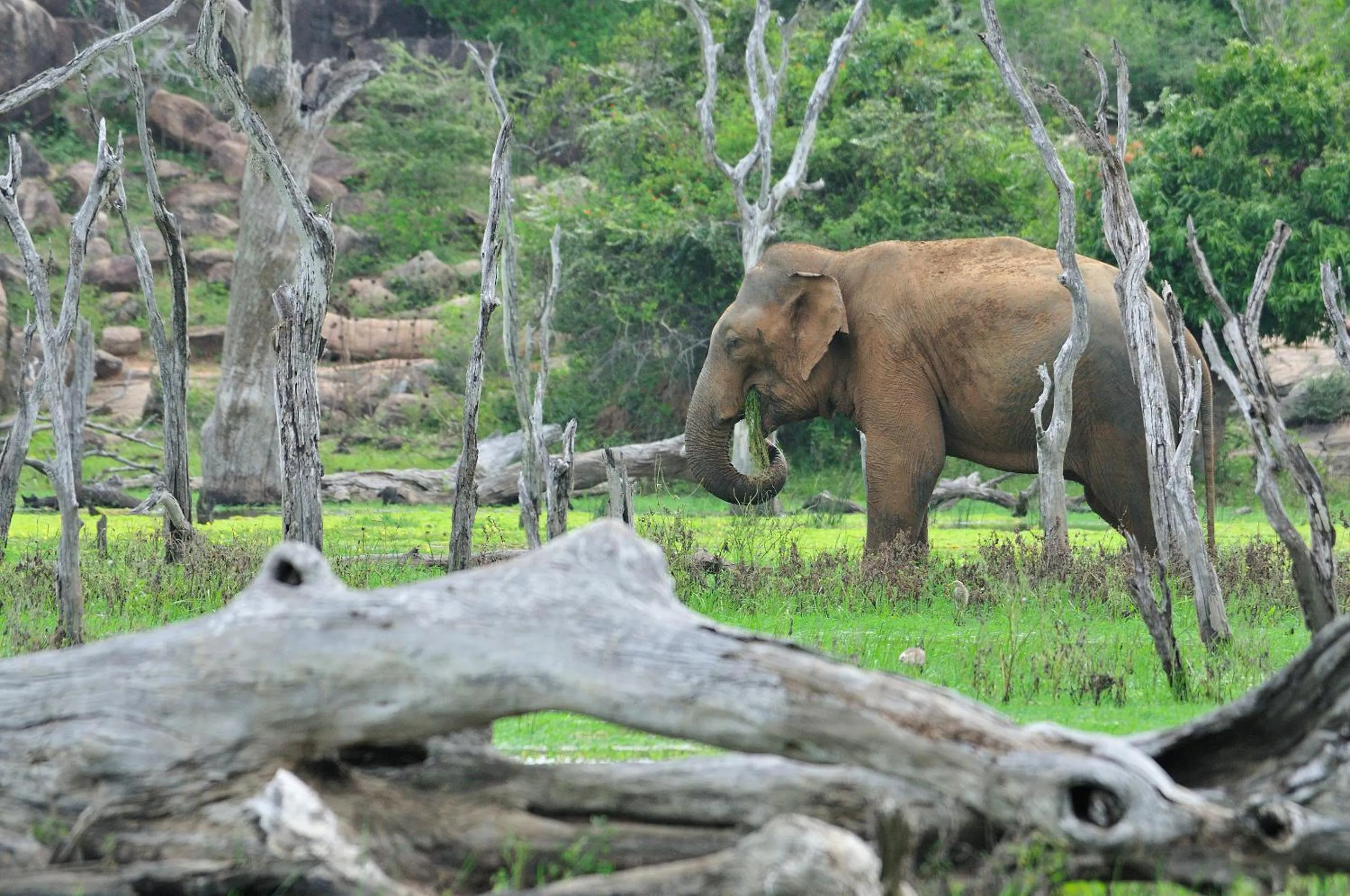 Activities in Mahoora - Yala by Eco Team