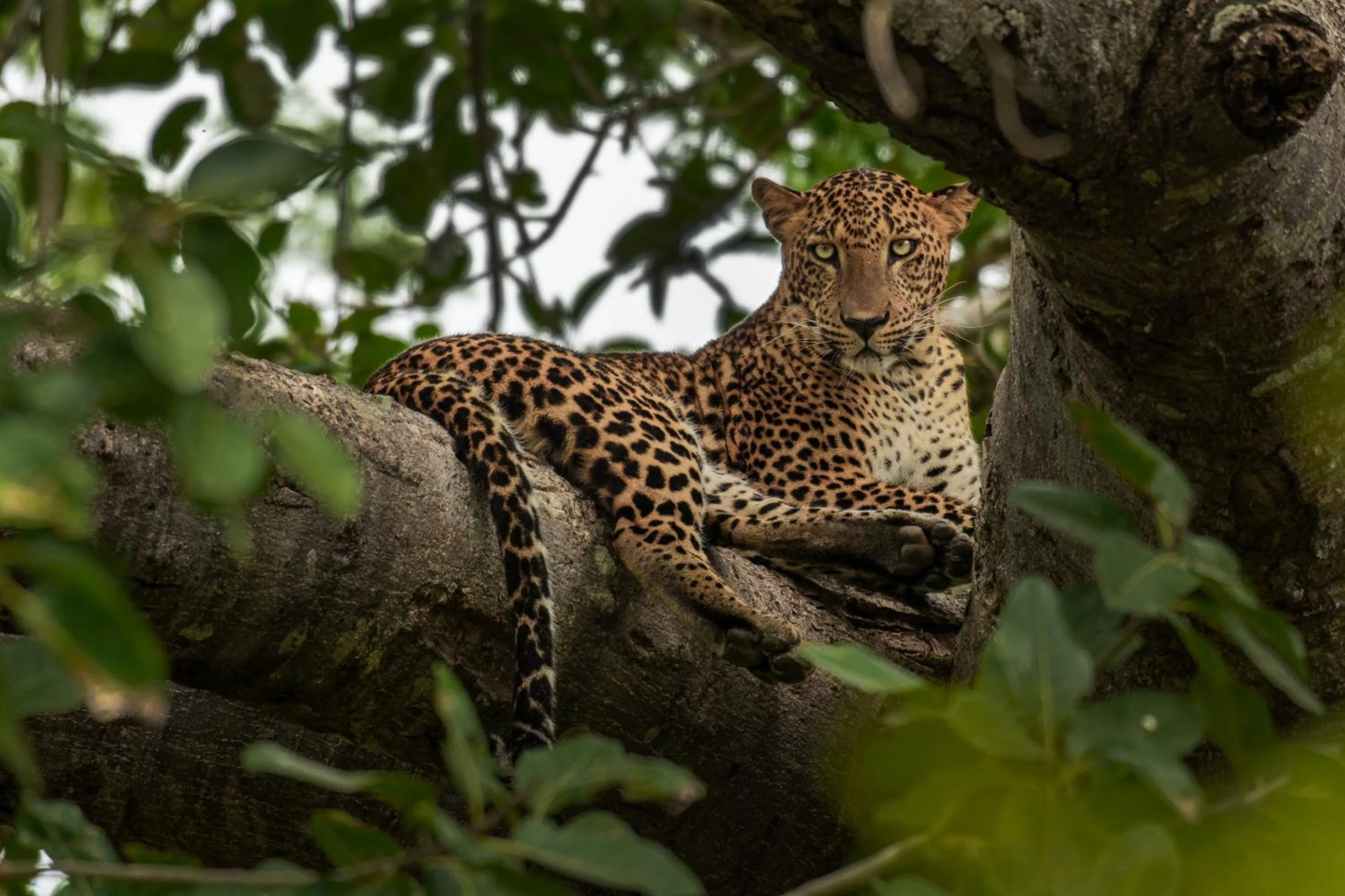 Animals in Mahoora - Yala by Eco Team