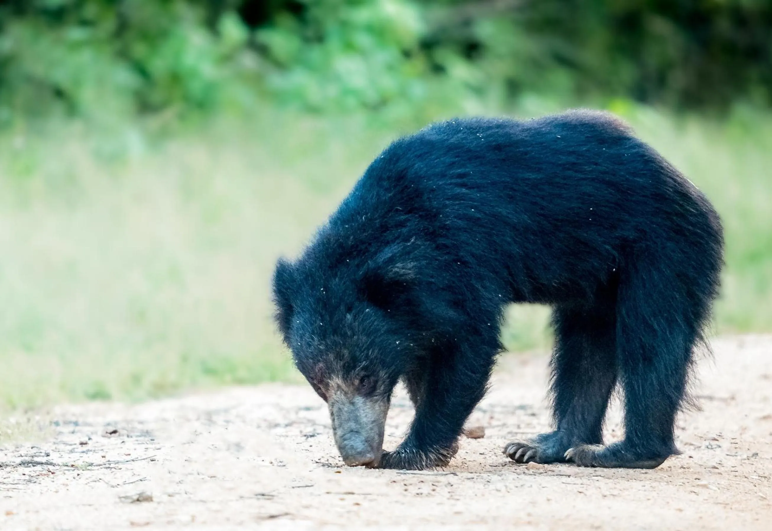 Animals in Mahoora - Yala by Eco Team