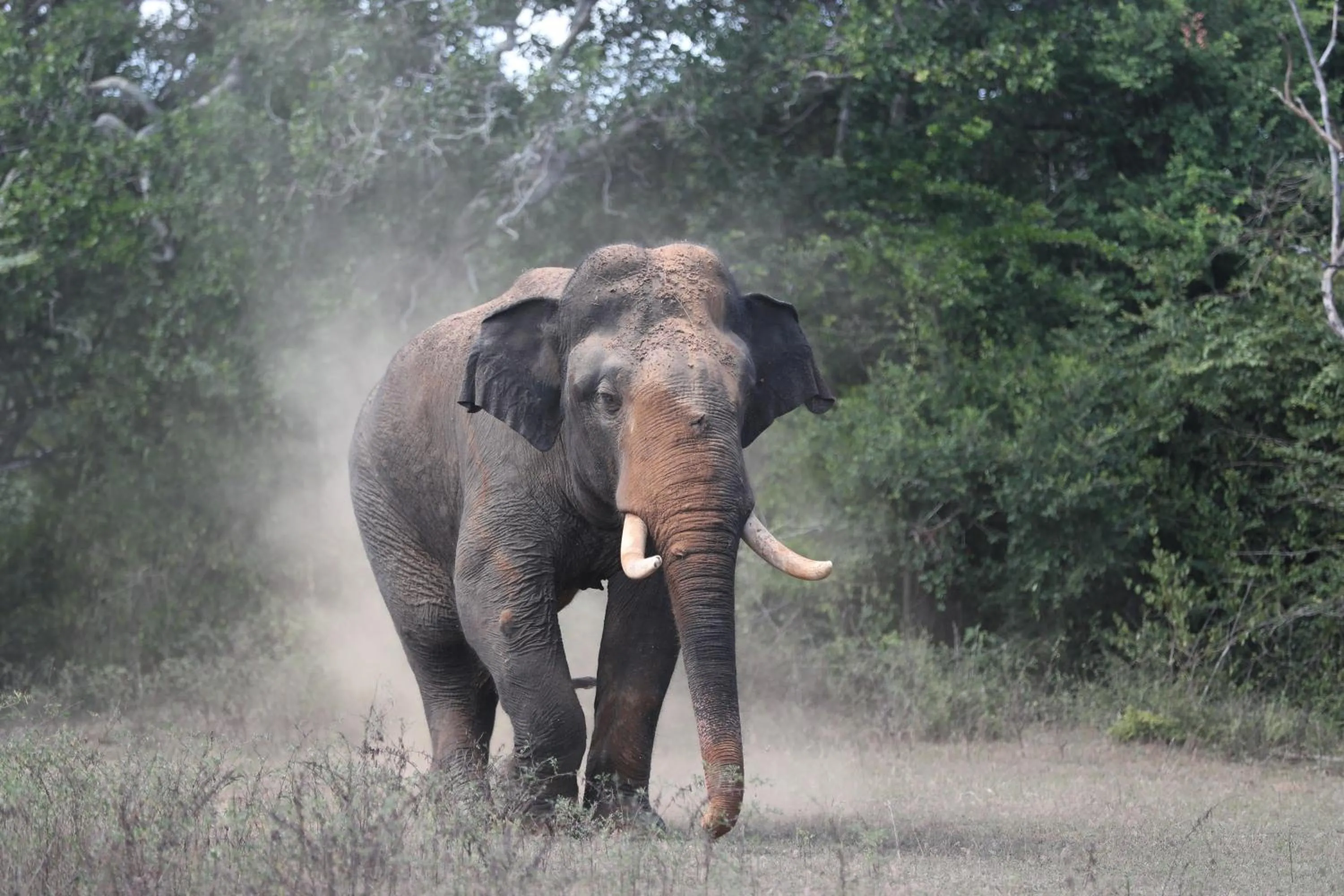 Animals in Mahoora - Yala by Eco Team