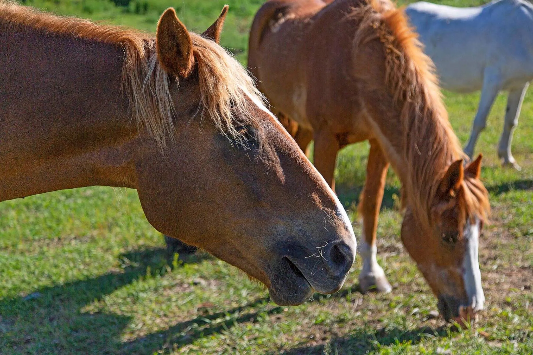 Animals in Eden Valley Ranch