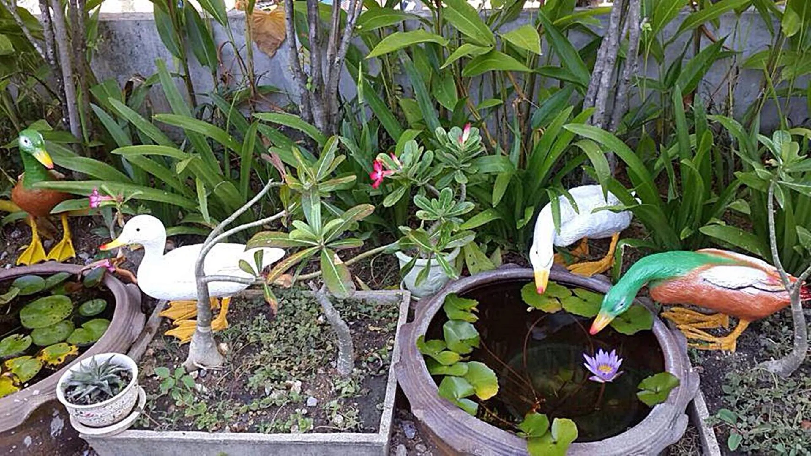 Garden in Baan Sala Lung Dam - Fisherman Village