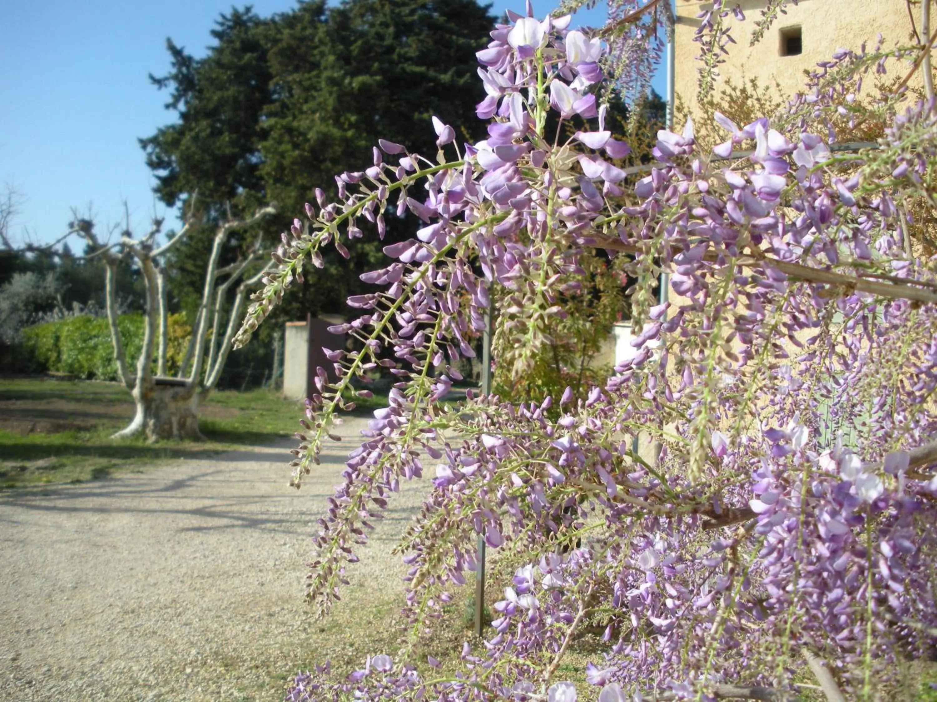 Garden in Mas la Vitalis Chambres D'Hôtes