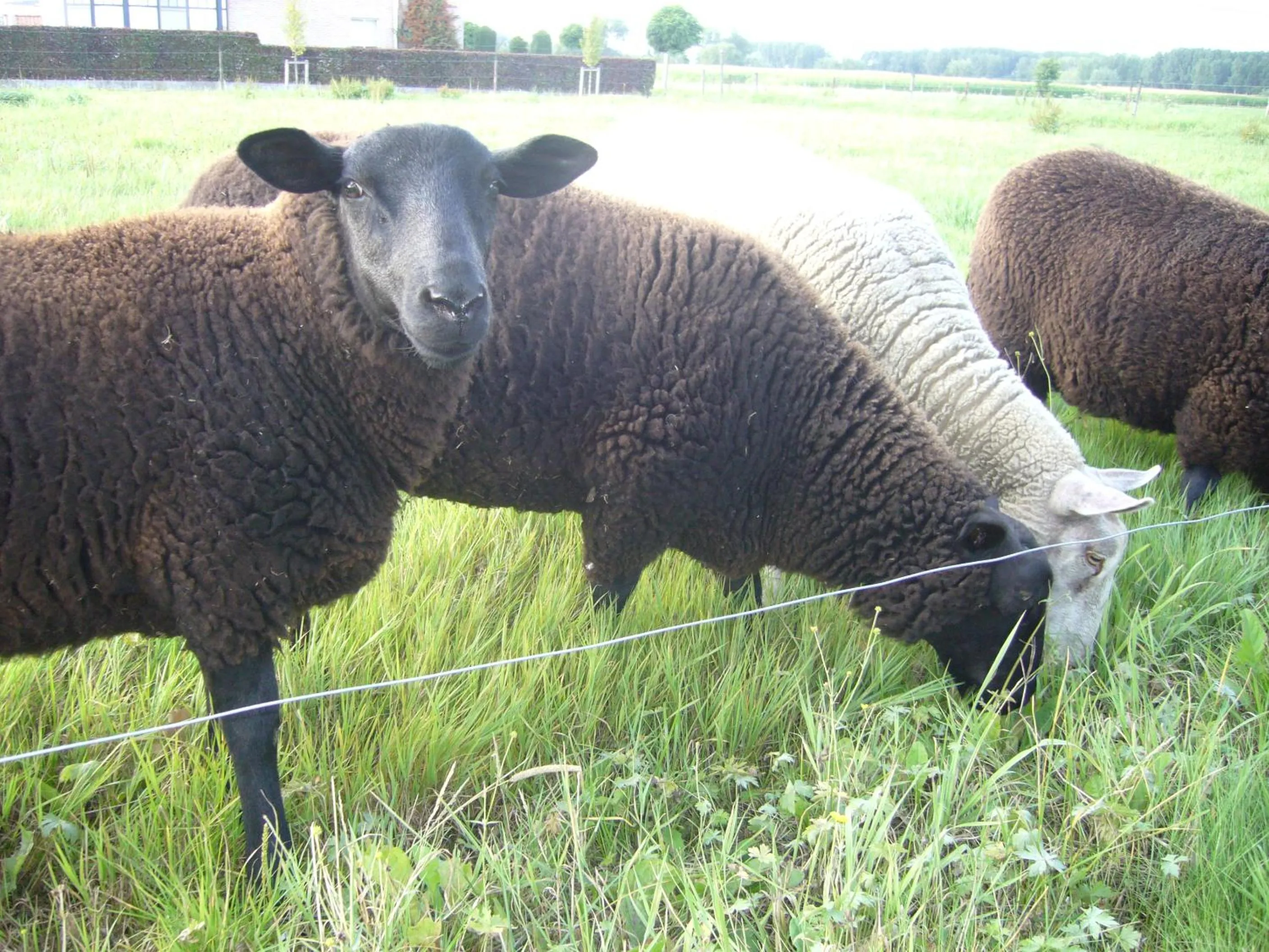 Garden in De Moeraseik