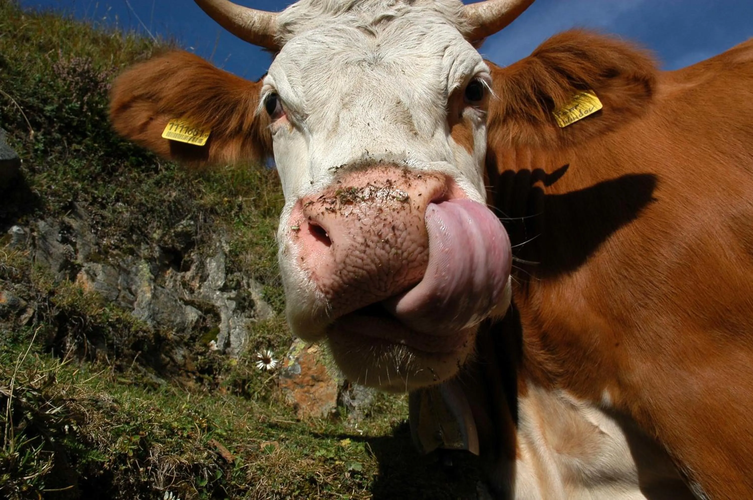 Animals in Hotel Alpenrast