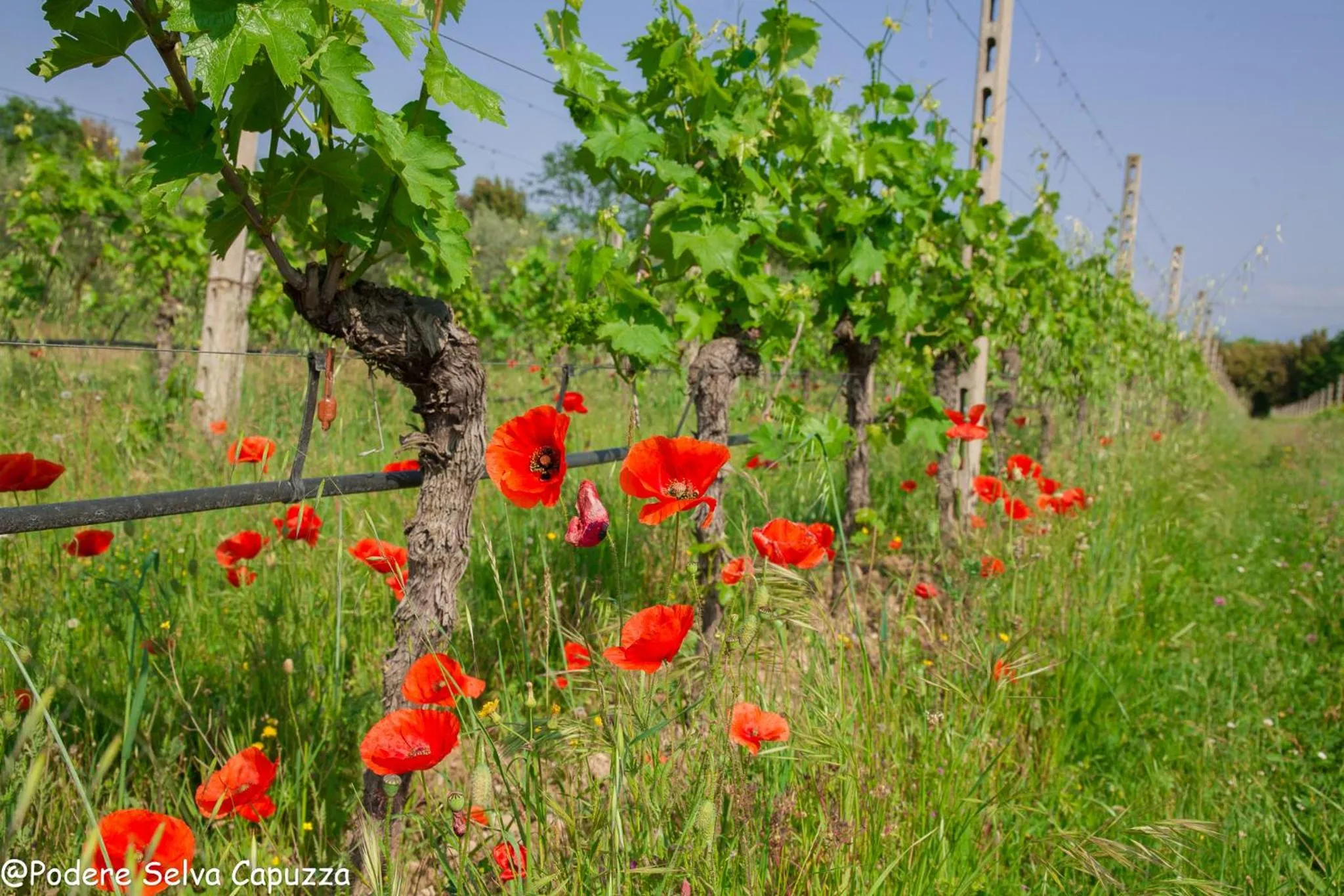 Other in Borgo San Donino