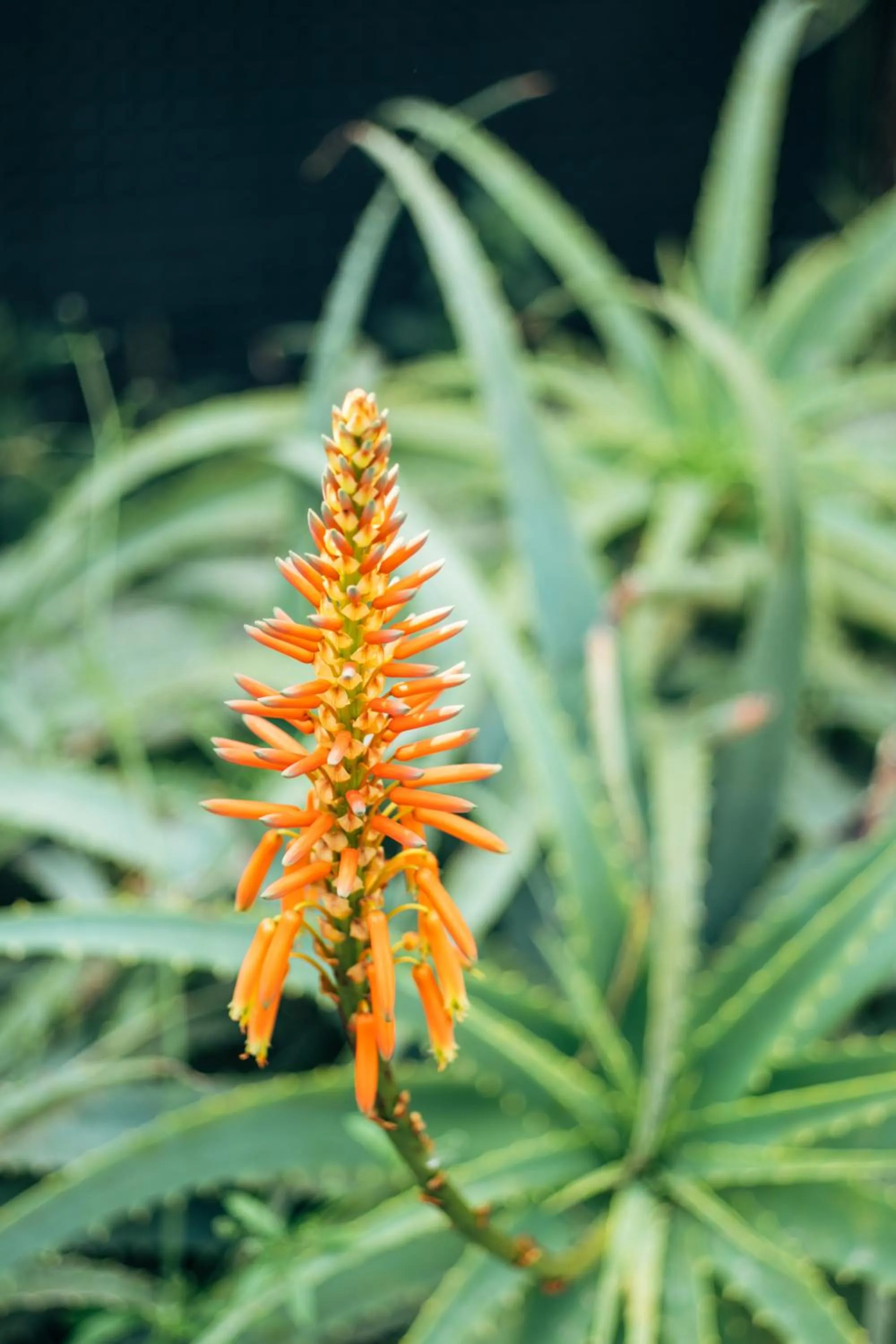 Garden in Horti 14 Borgo Trastevere Hotel