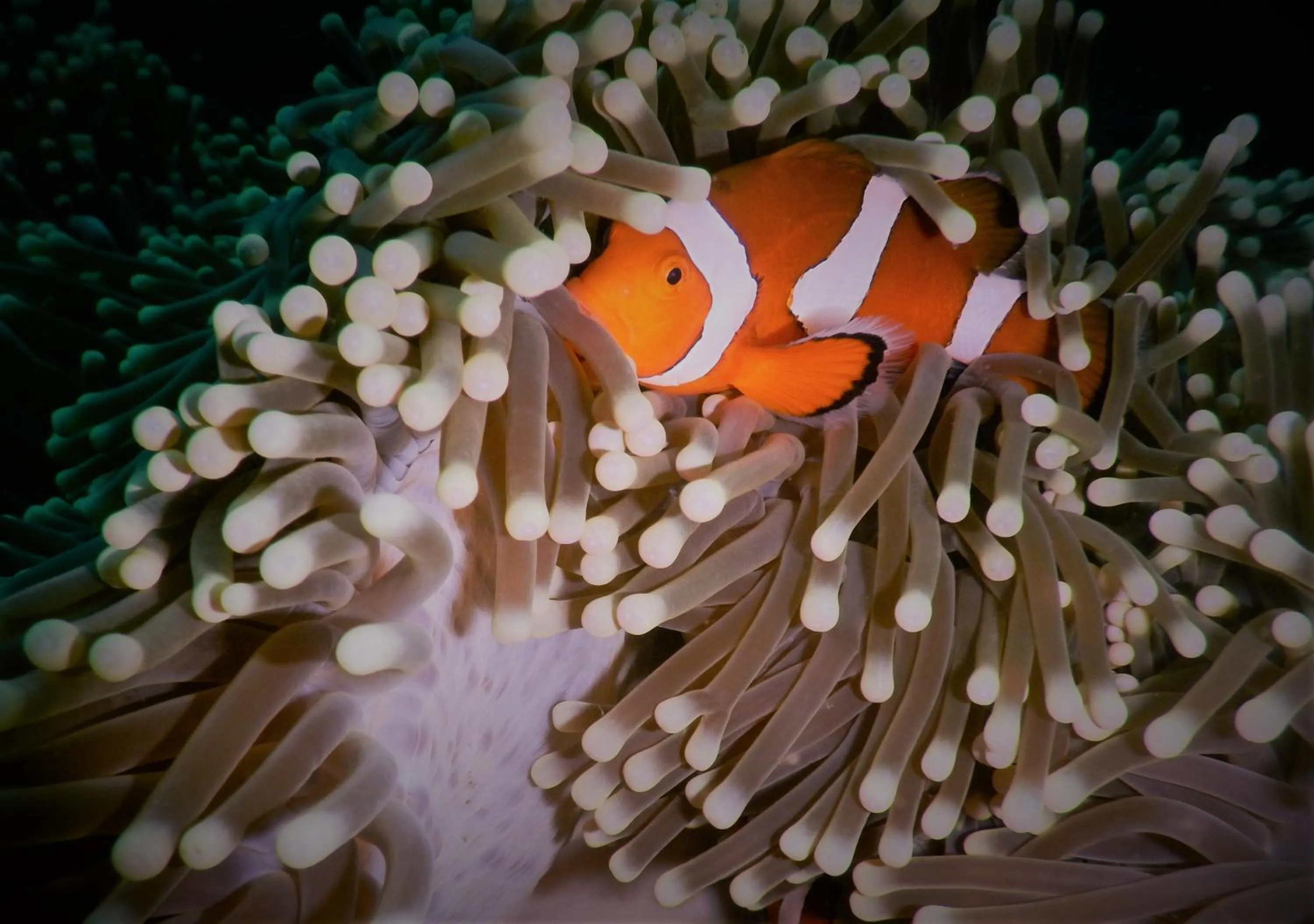 Snorkeling in Bali Bhuana Beach Cottages