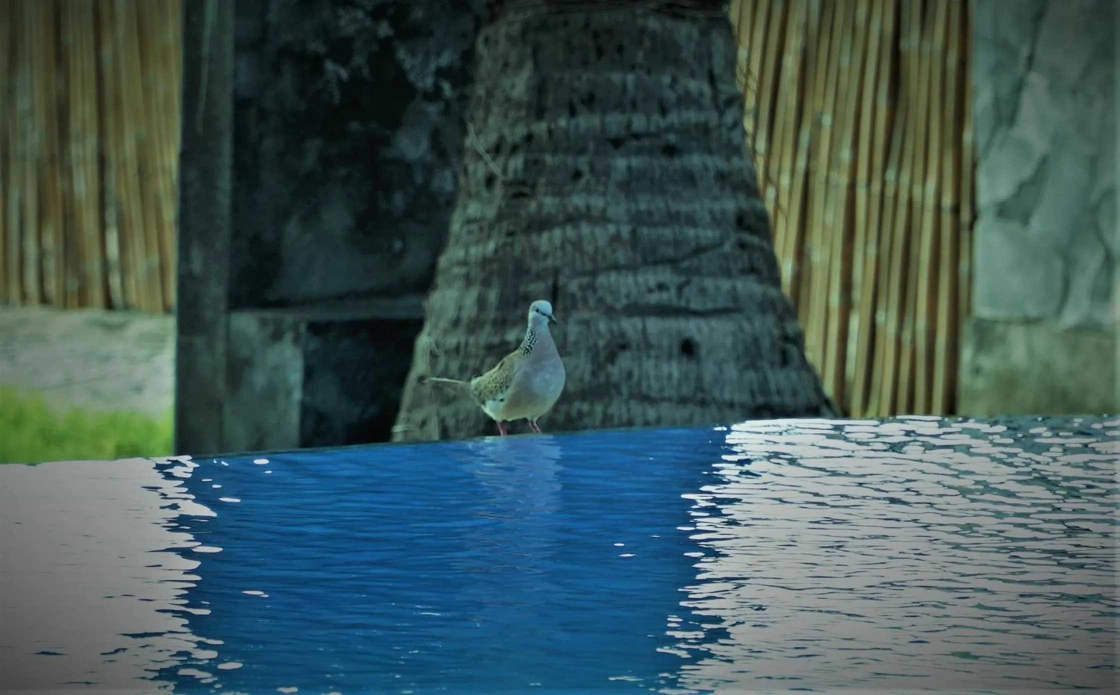 Day in Bali Bhuana Beach Cottages