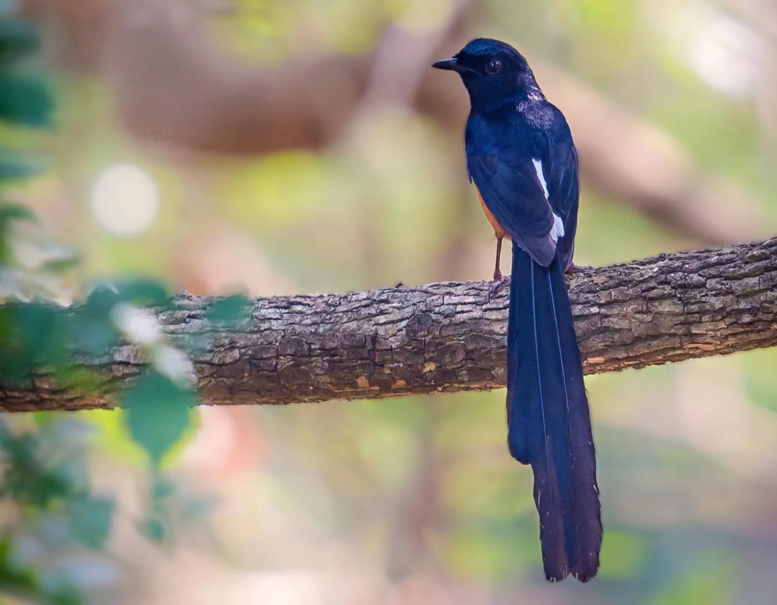 Animals in Mahoora Udawalawe - by Eco Team