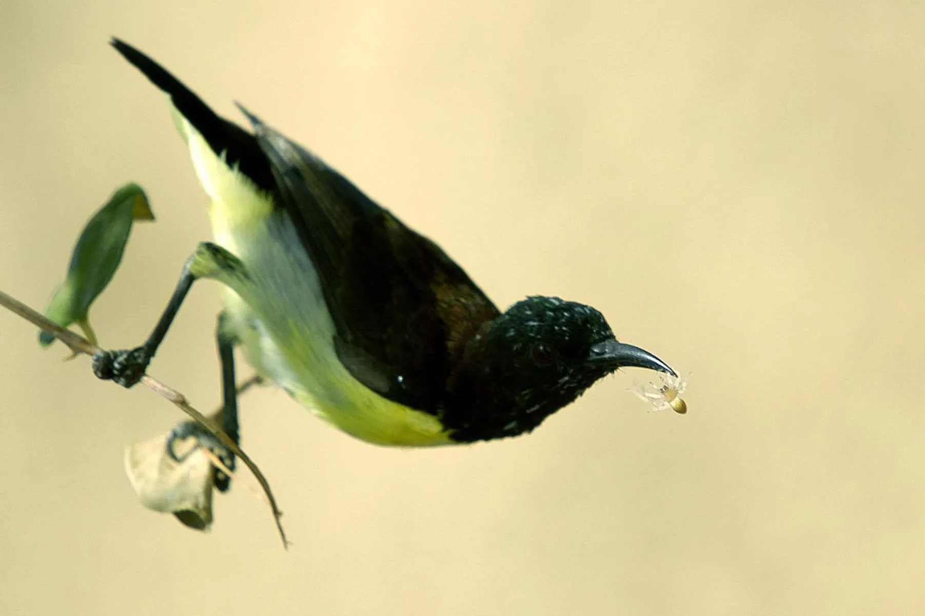 Animals in Mahoora Udawalawe - by Eco Team