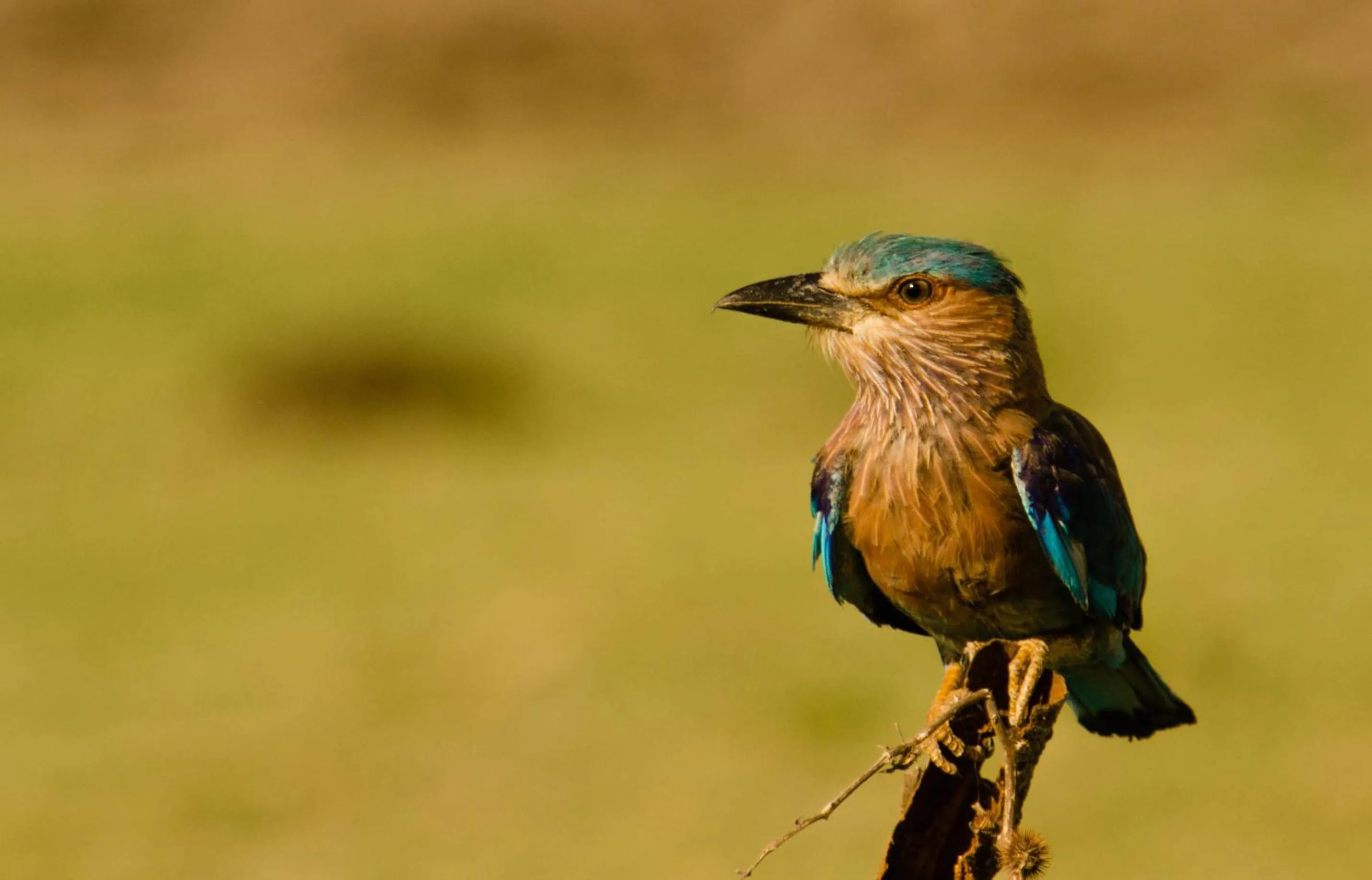 Off site in Mahoora Udawalawe - by Eco Team