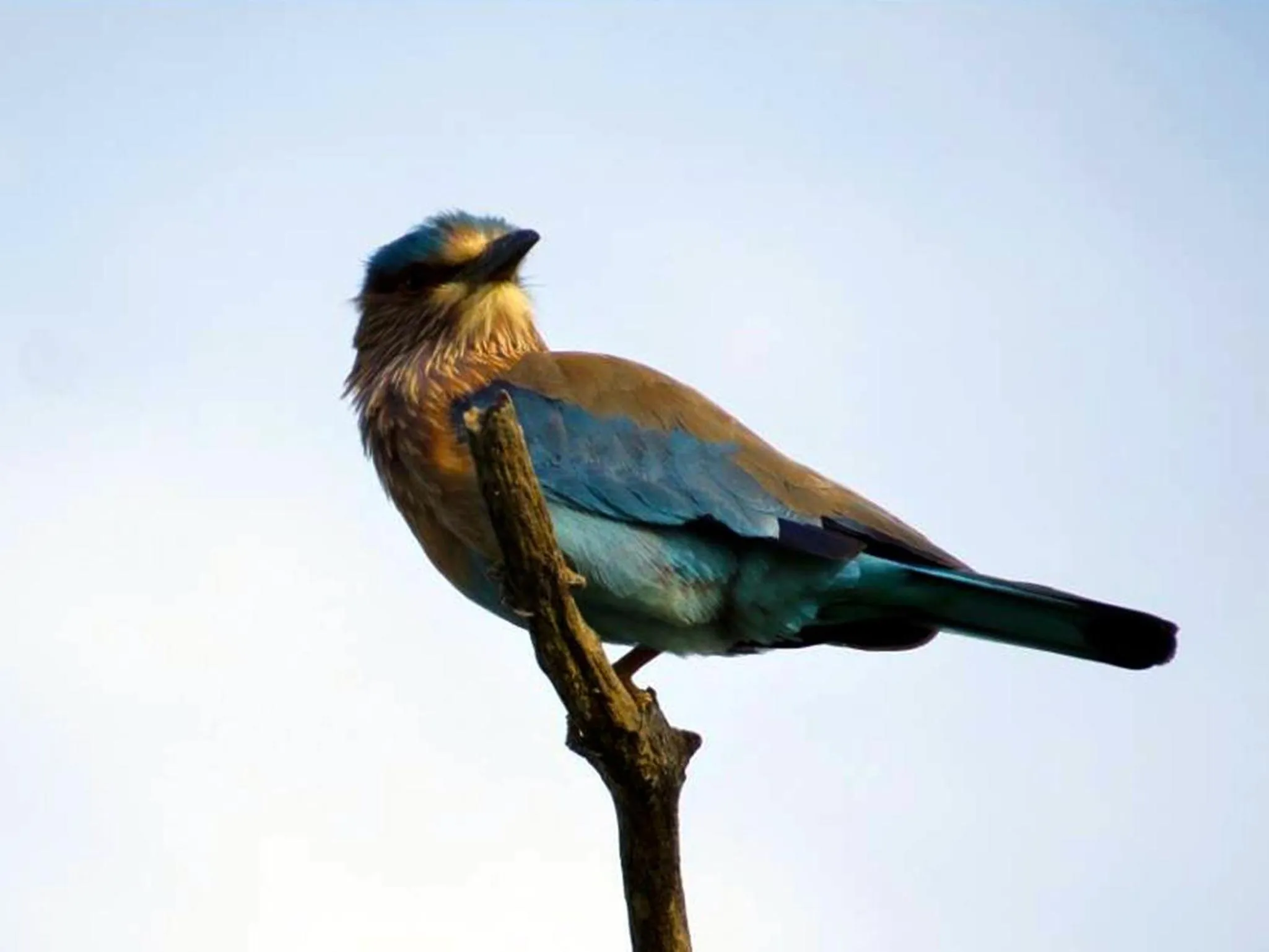 Animals in Mahoora Udawalawe - by Eco Team