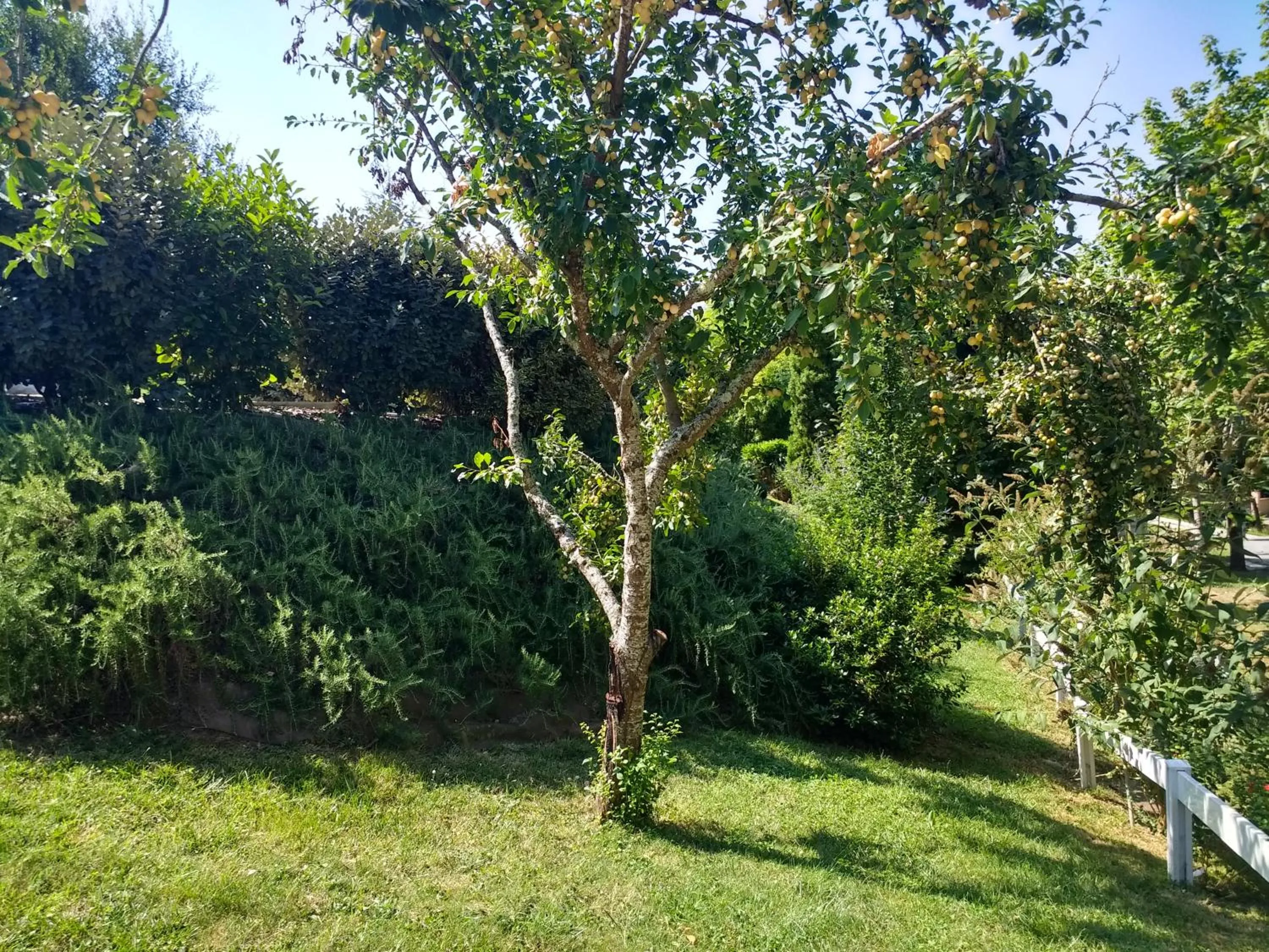 Garden in villa terrefort