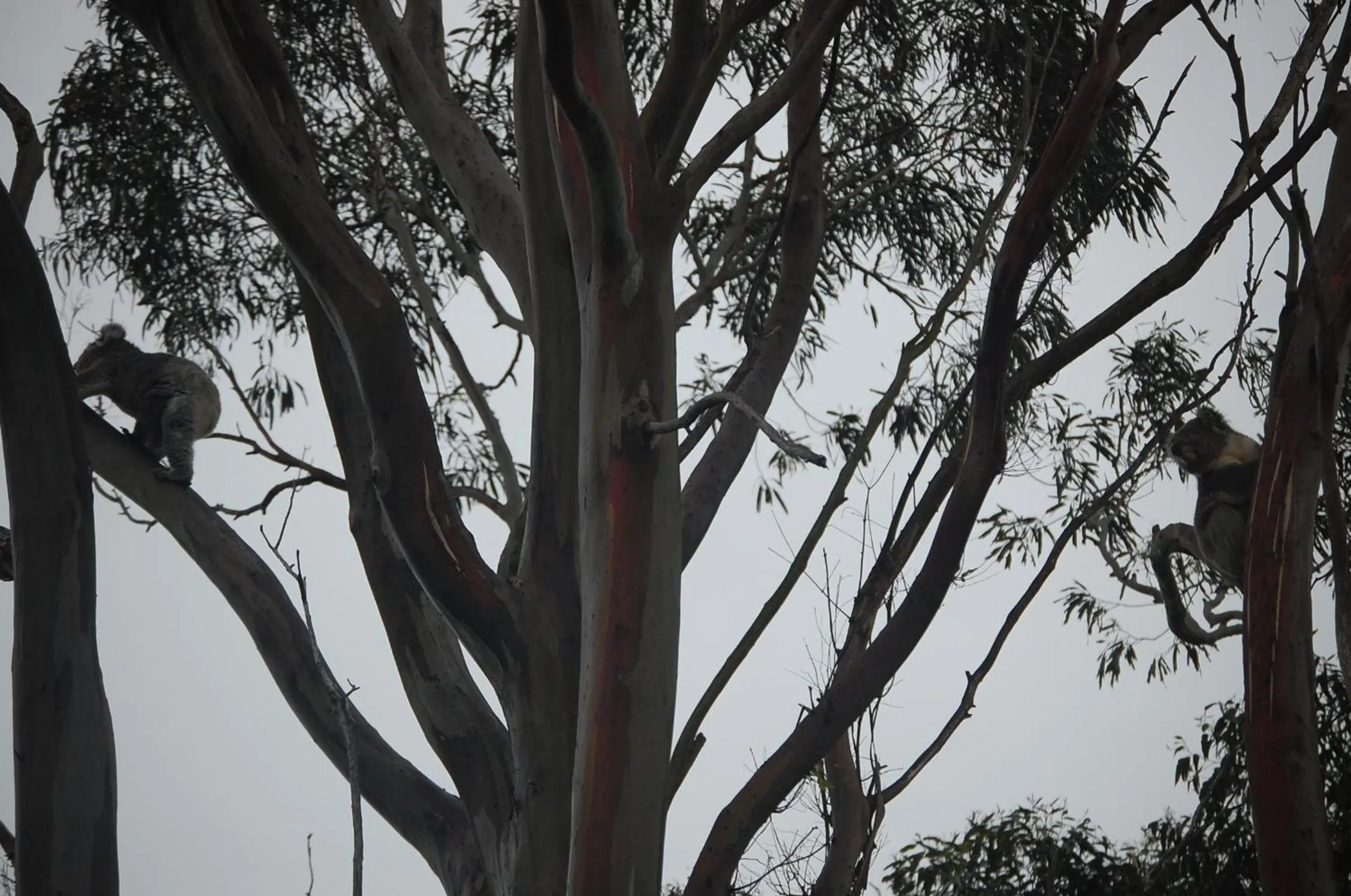 Animals in Aashay Country Stay